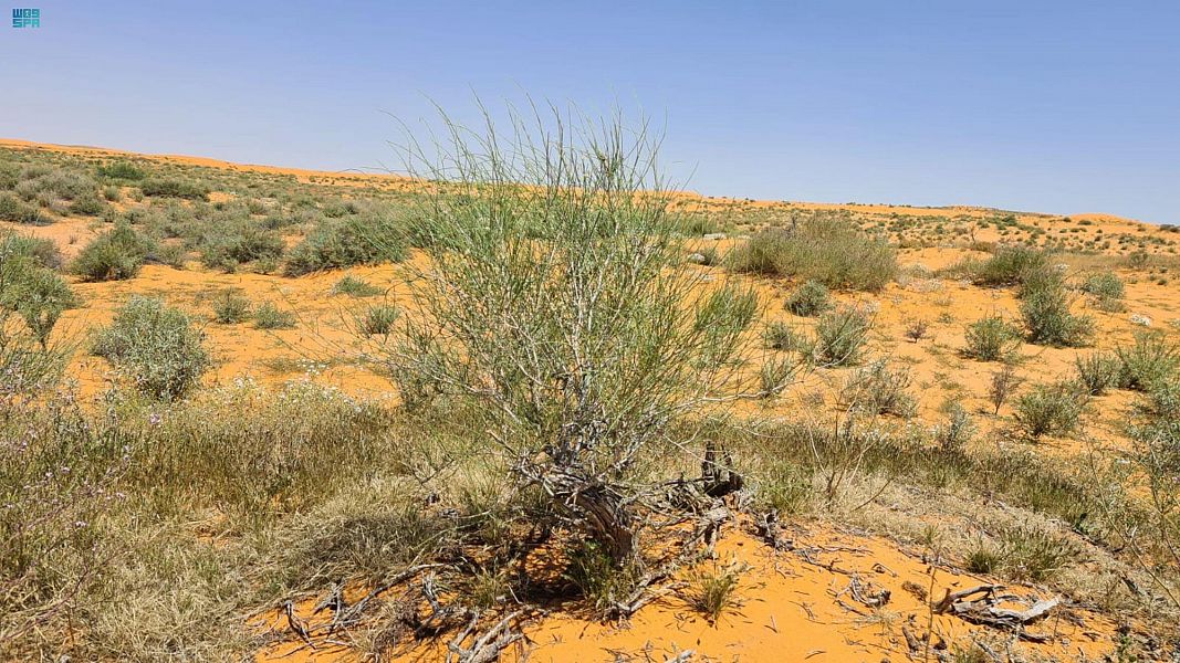 "الأرطى" يودع جفافه مع انتعاش الغطاء النباتي في المحميات