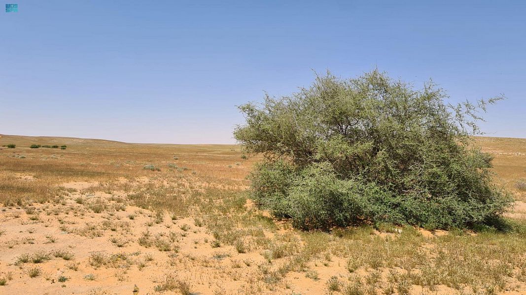 "الأرطى" يودع جفافه مع انتعاش الغطاء النباتي في المحميات