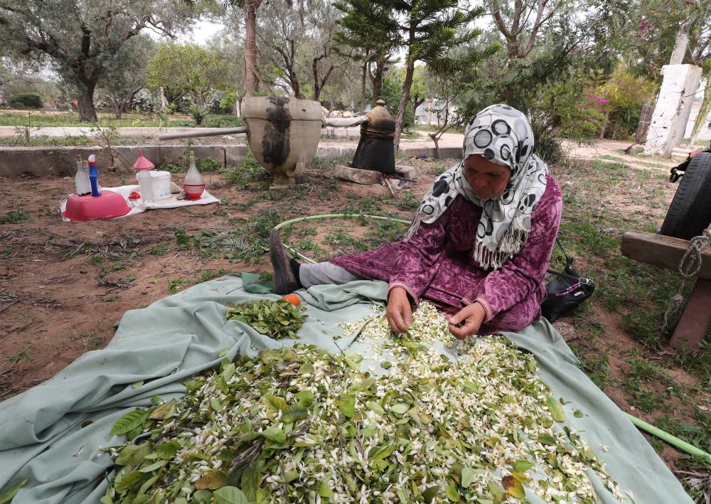 شح المياه في تونس يهدد بموسم إنتاج حبوب «كارثي»