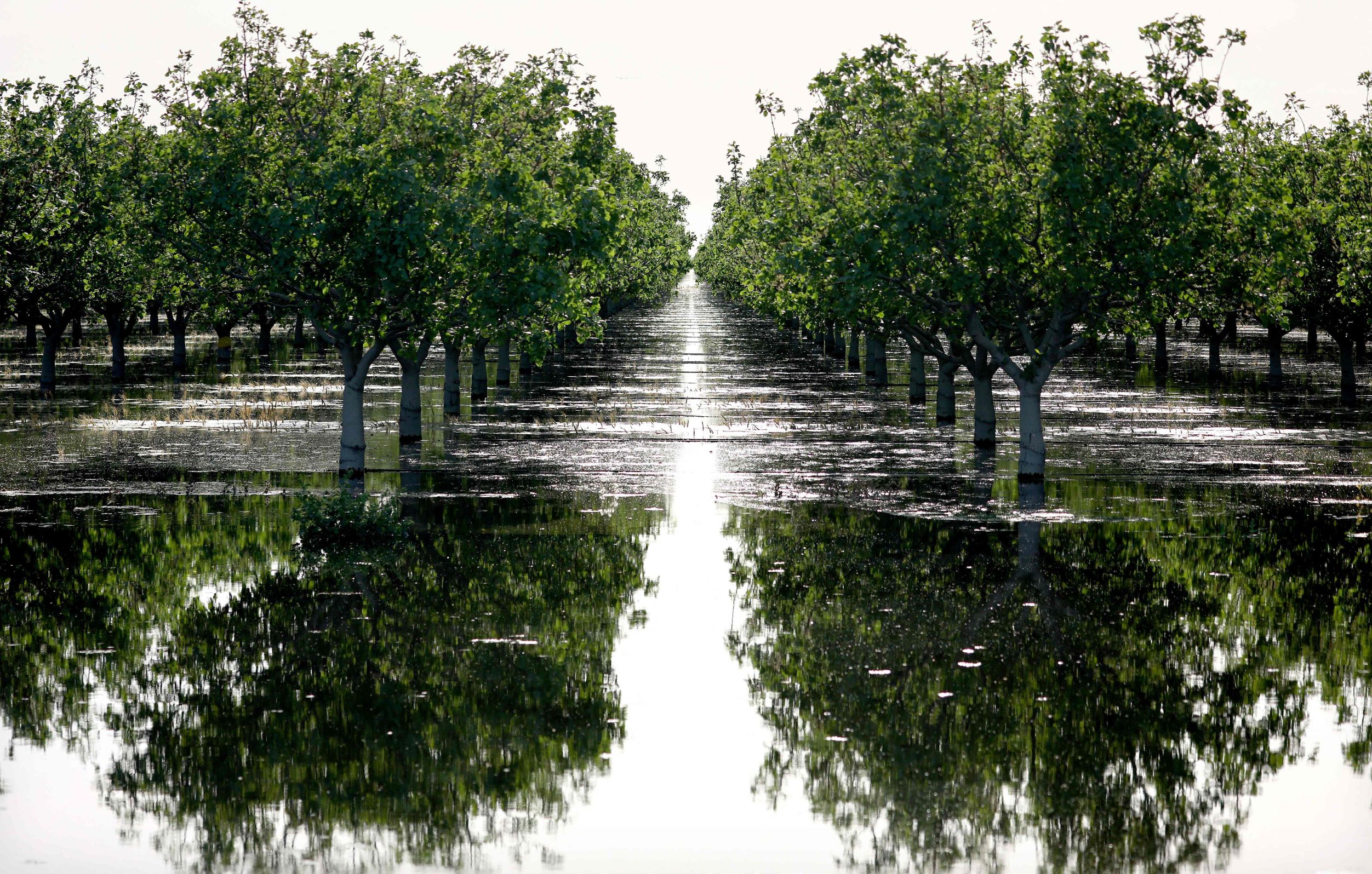 فيضانات كاليفورنيا تغرق مزارع الفستق .. وخسائر بالمليارات