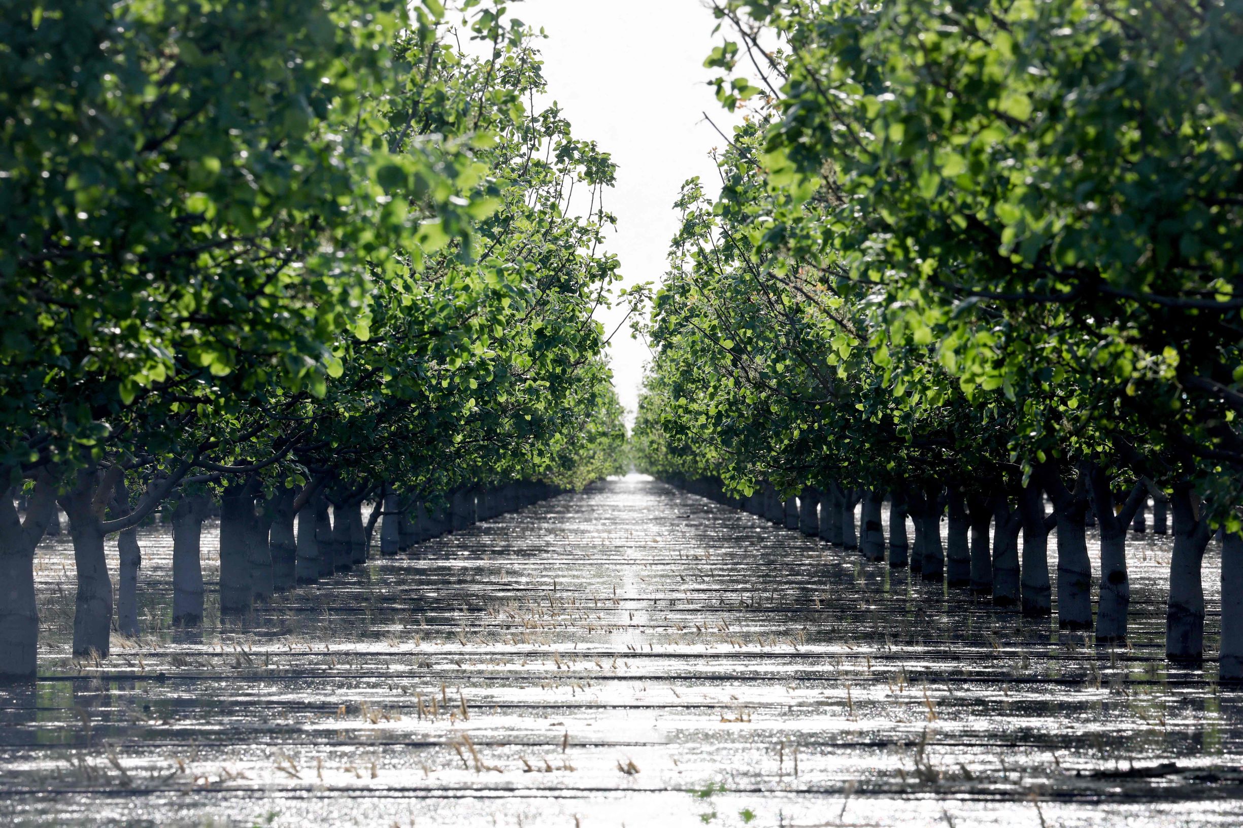 فيضانات كاليفورنيا تغرق مزارع الفستق .. وخسائر بالمليارات