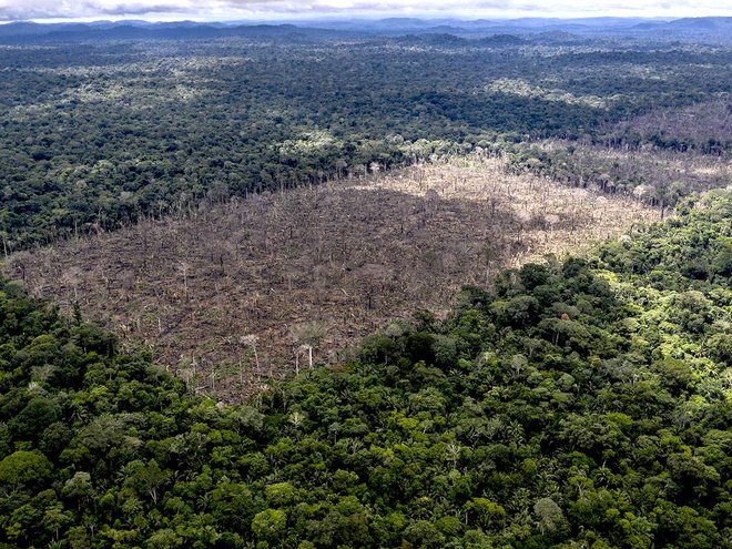 الاتحاد الأوروبي يعتزم حظر استيراد البن والخشب وزيت النخيل