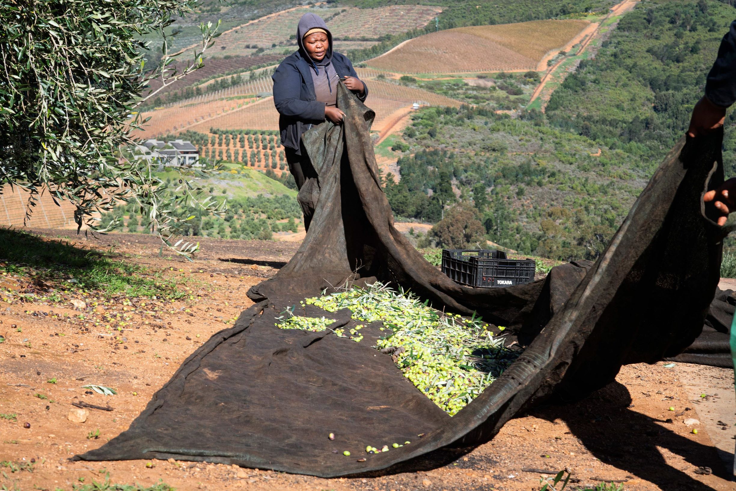 جنوب إفريقيا تحجز مكانة لها في مجال إنتاج زيت الزيتون الفاخر في العالم