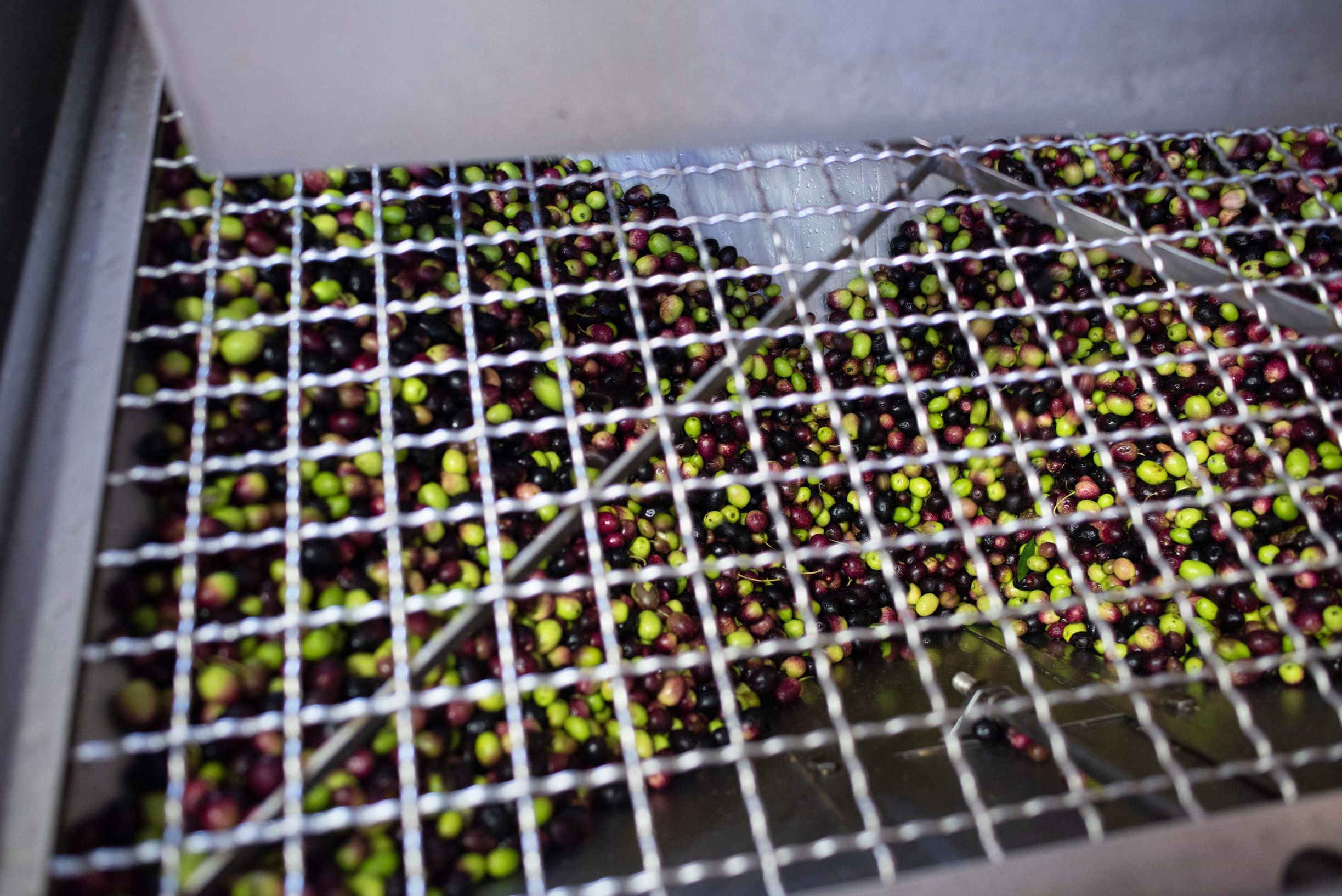 جنوب إفريقيا تحجز مكانة لها في مجال إنتاج زيت الزيتون الفاخر في العالم