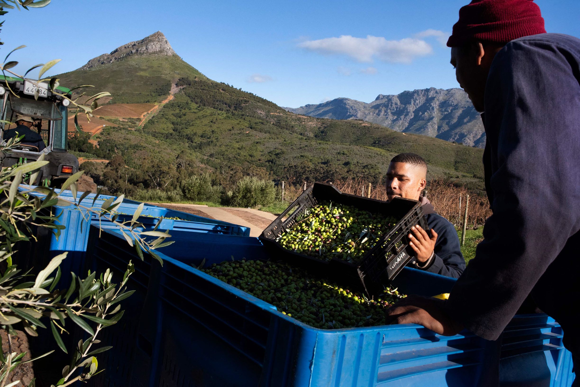 جنوب إفريقيا تحجز مكانة لها في مجال إنتاج زيت الزيتون الفاخر في العالم