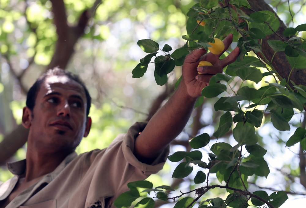 مزارع يقطف المشمش في قرية العمار في محافظة القليوبية المنتج الرئيسي لهذه الفاكهة في مصر."إ.ب.أ"