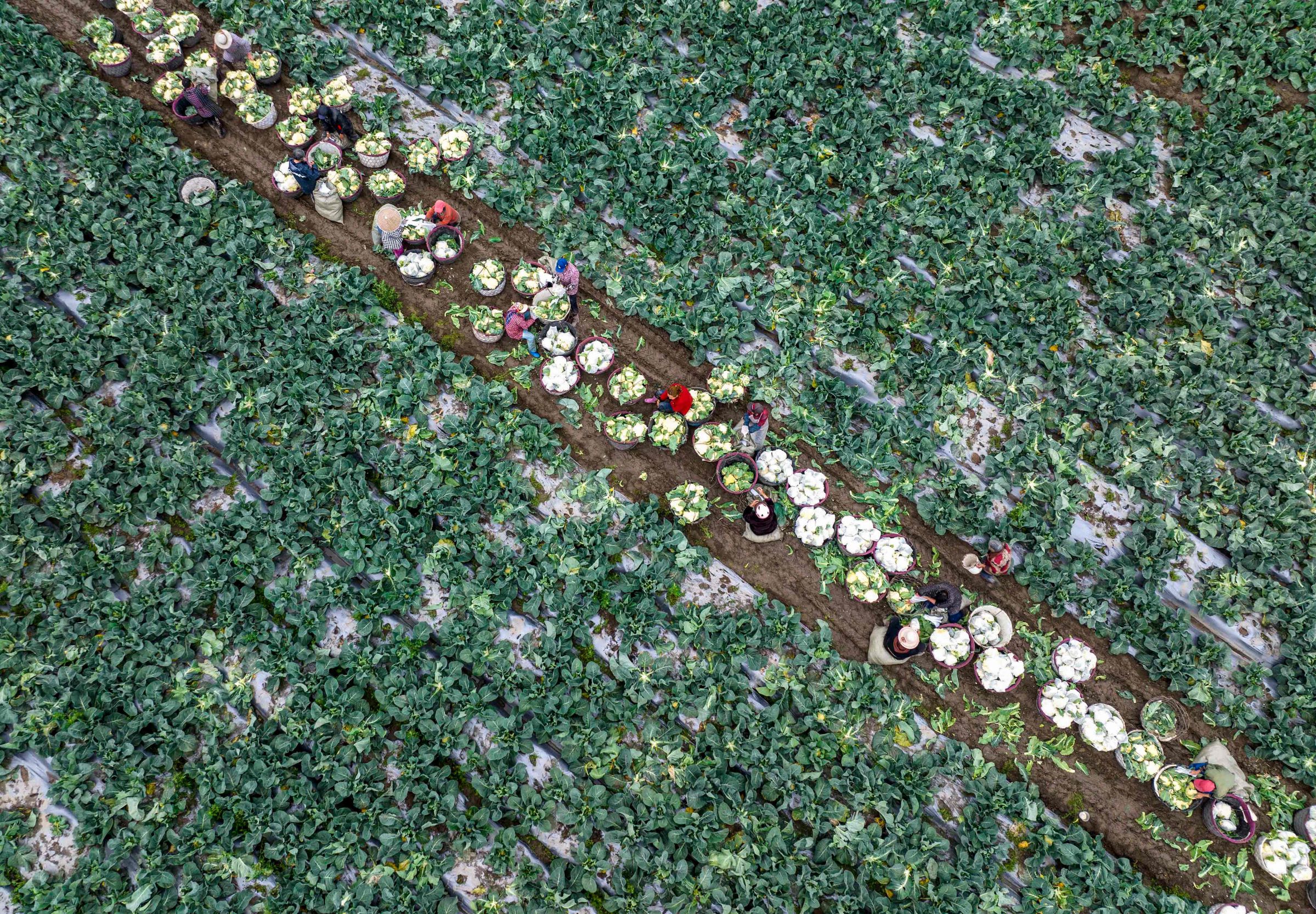 6131 يوانا نصيب الفرد من الدخل لسكان الريف الصيني خلال 3 أشهر