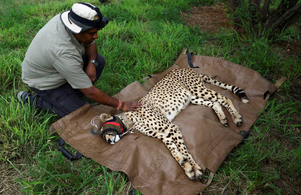 الفهود جلبتهم الهند من جنوب القارة الإفريقية. "الفرنسية"