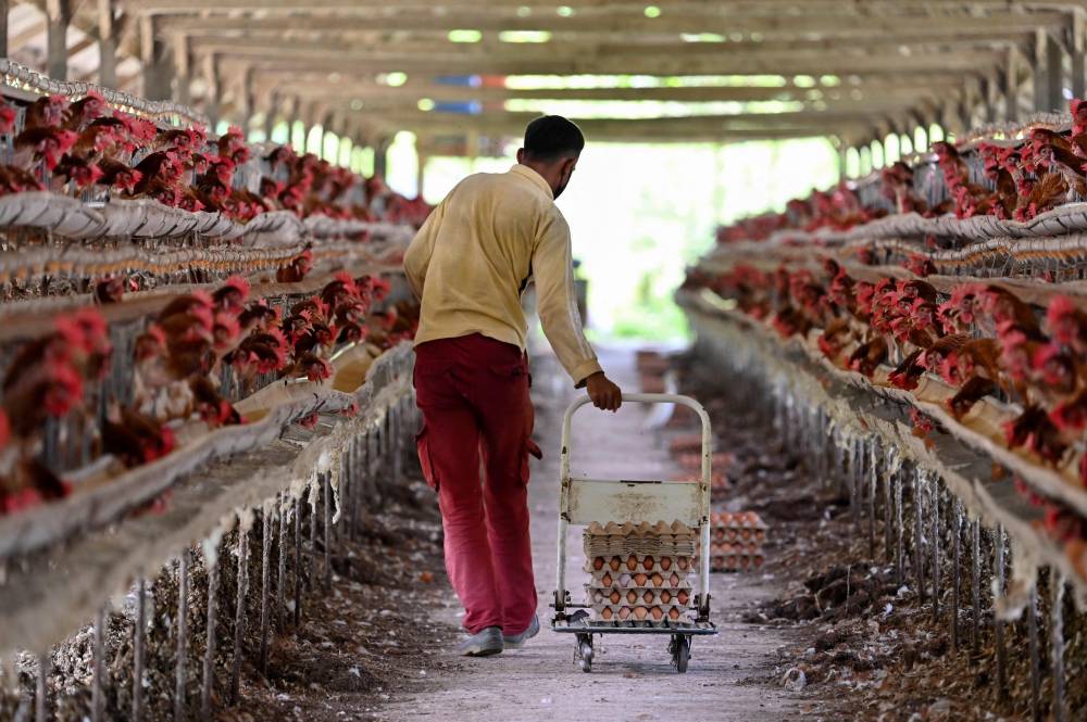  إندونيسي يجمع البيض في مزرعة دواجن بضواحي بلانج بينتانج وسط إقليم آتشيه. «الفرنسية»