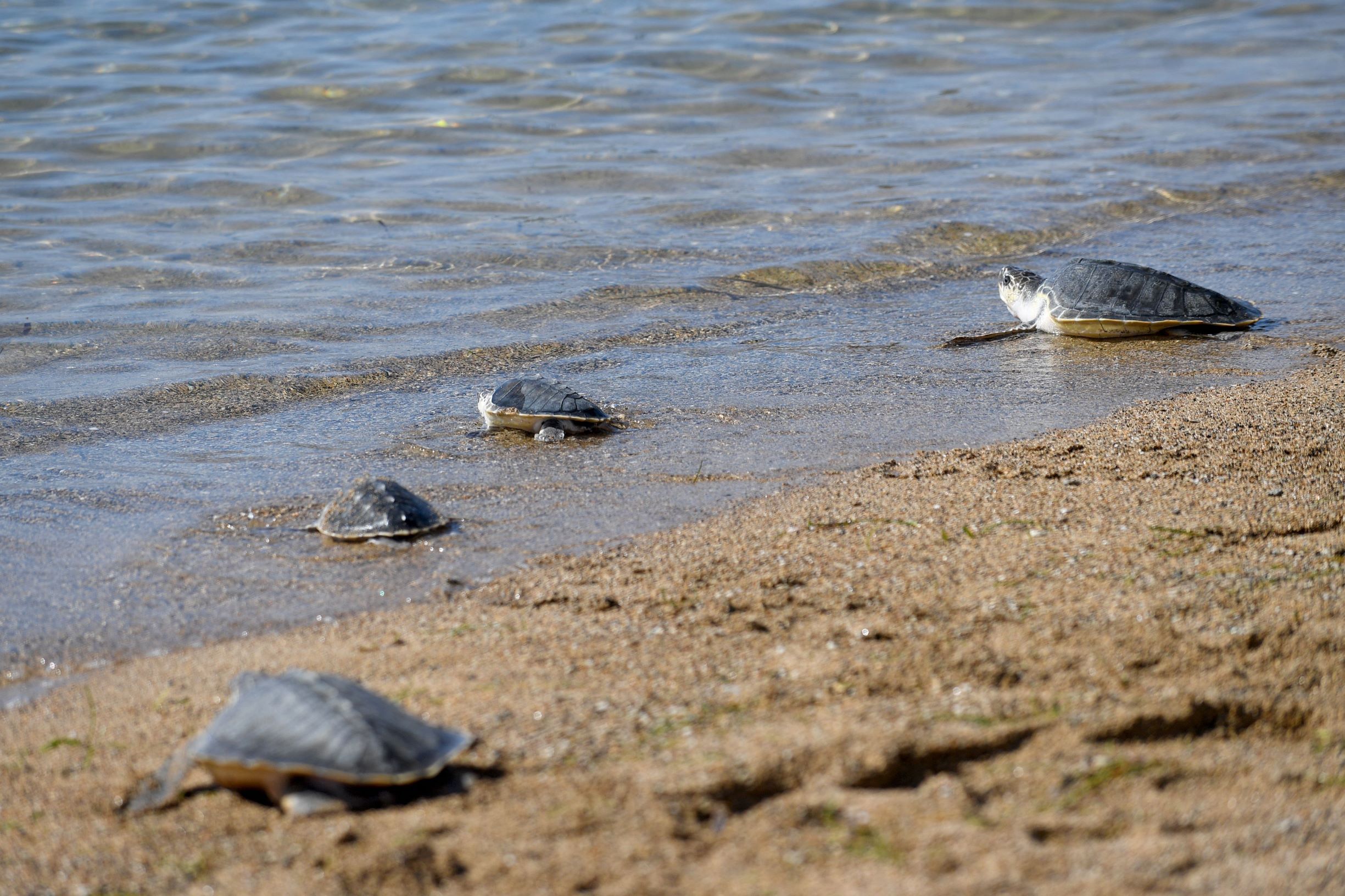 إطلاق سراح 64 سلحفاة في إندونيسيا