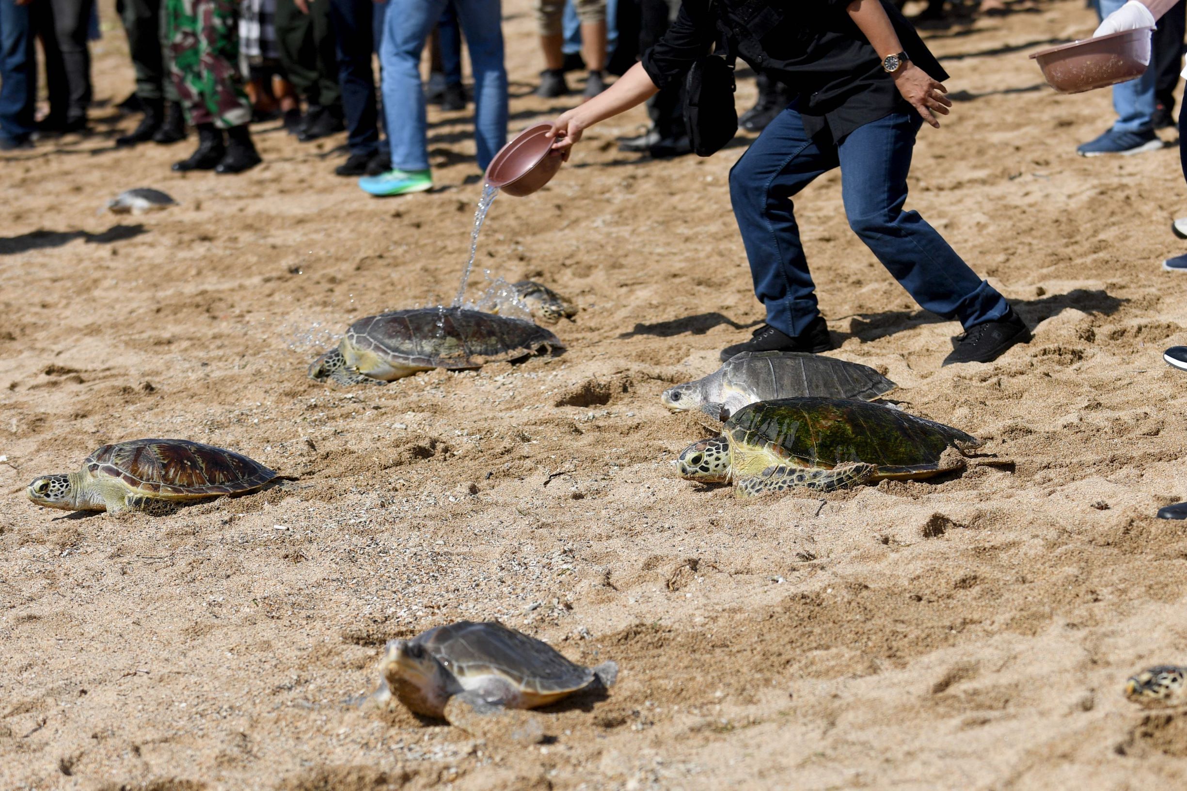 إطلاق سراح 64 سلحفاة في إندونيسيا