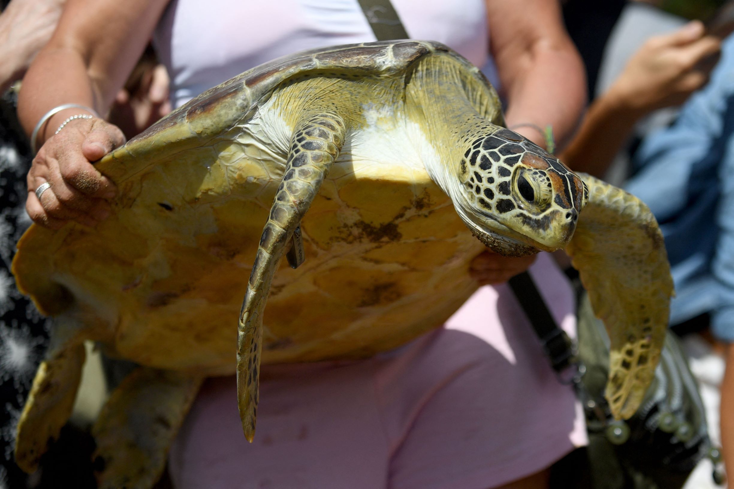 إطلاق سراح 64 سلحفاة في إندونيسيا