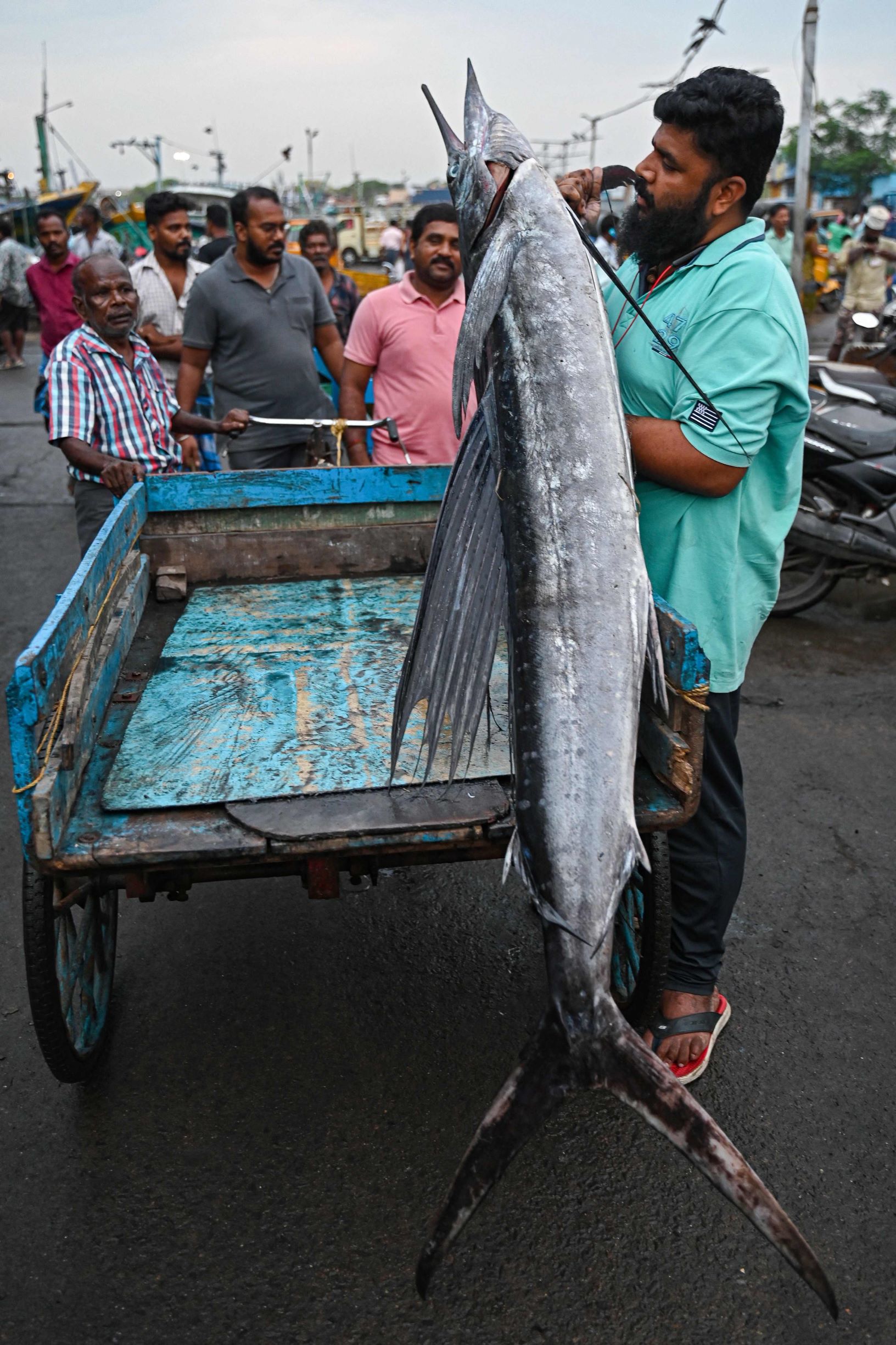 بعد 61 يوما من الحظر .. السمك يعود لأسواق الهند