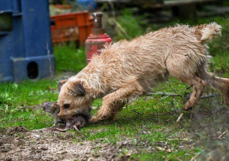 الكلاب تحارب الجرذان في واشنطن