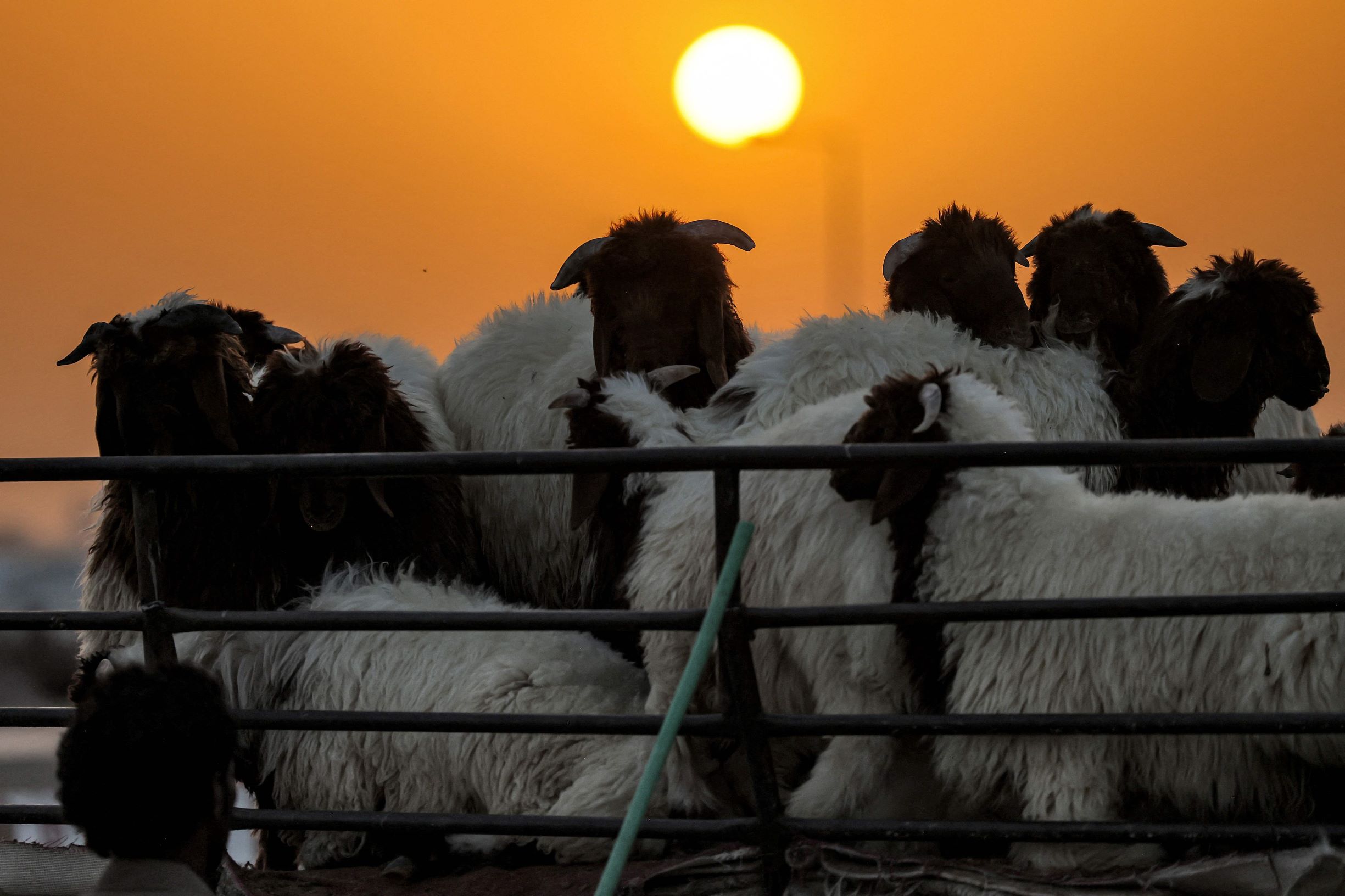 سوق الأغنام بالعزيزية .. بائعون ينتظرون الزبائن 