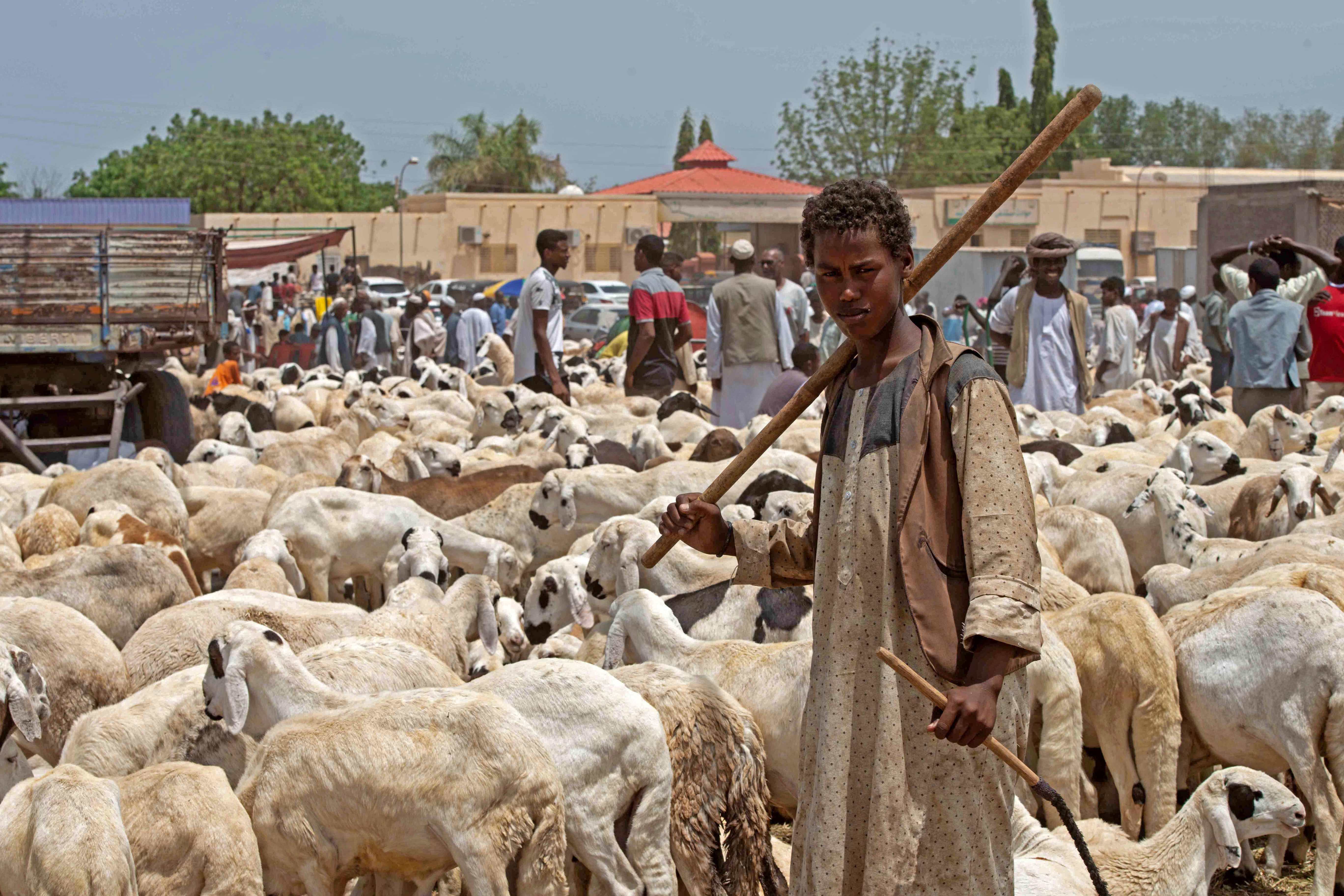 الحرب تحرم السودانيين من خروف العيد 