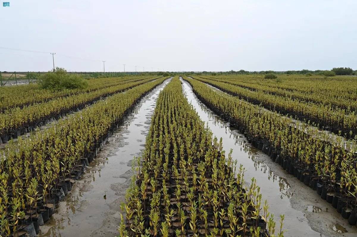 زراعة 6 ملايين شتلة مانجروف واستهداف 100 مليون شجرة الأعوام المقبلة