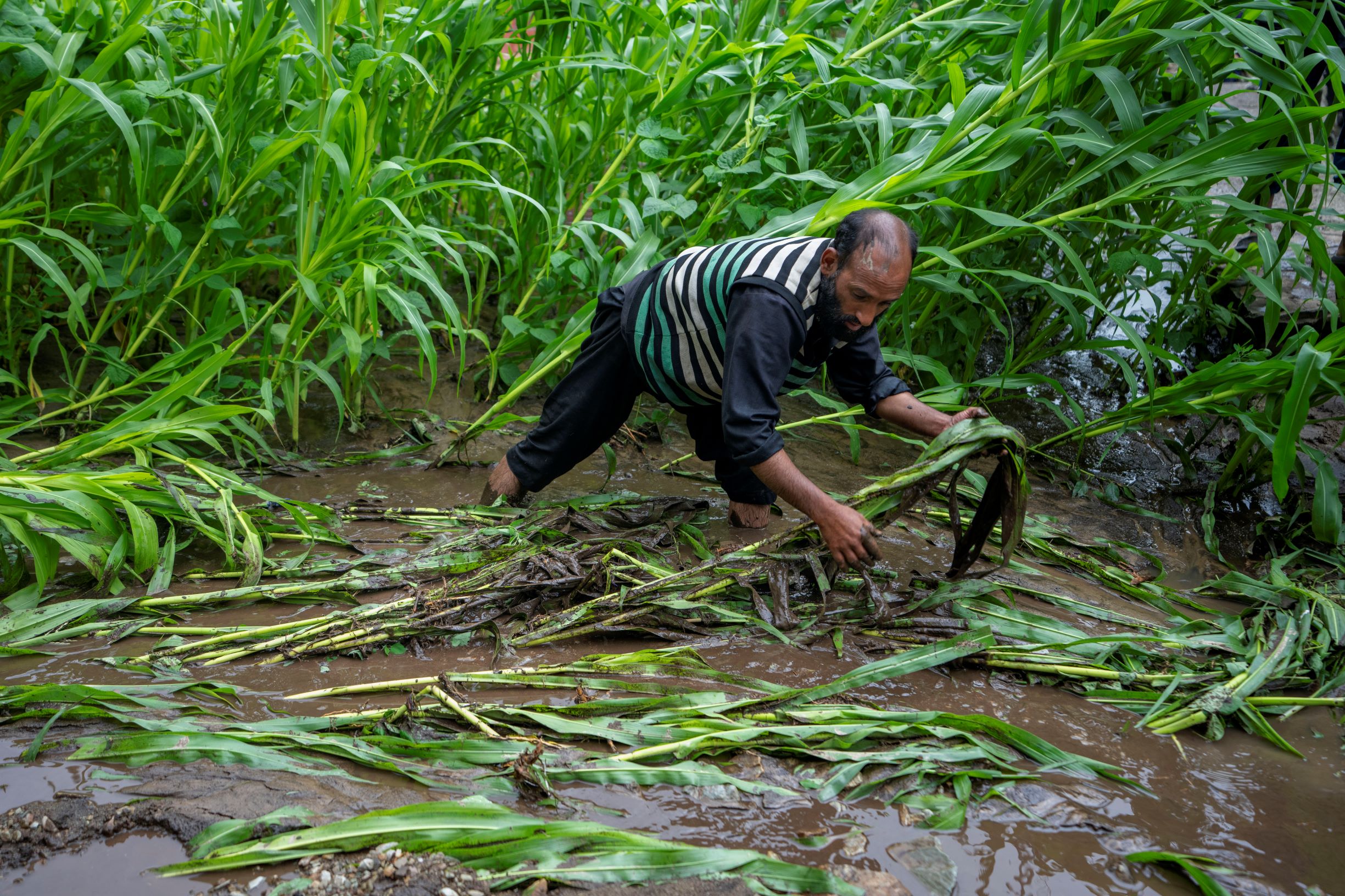 تضرر محاصيل الذرة من فيضانات الهند