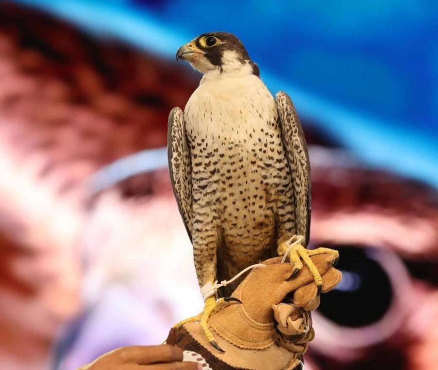 8.1 مليار ريال طلبات على الإصدار السعودي الأخير من الصكوك الادخارية .. التغطية 19 ضعفا