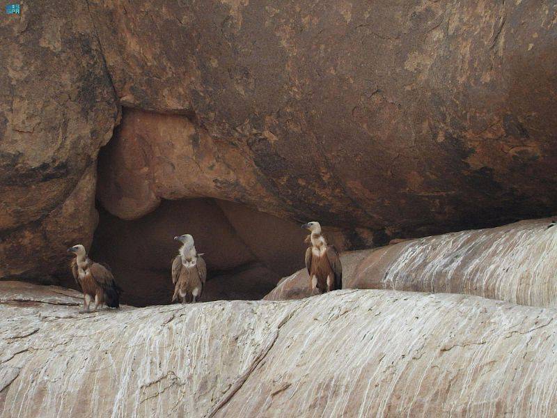 محمية الملك سلمان توثق إقامة النسر الأسمر على أراضيها