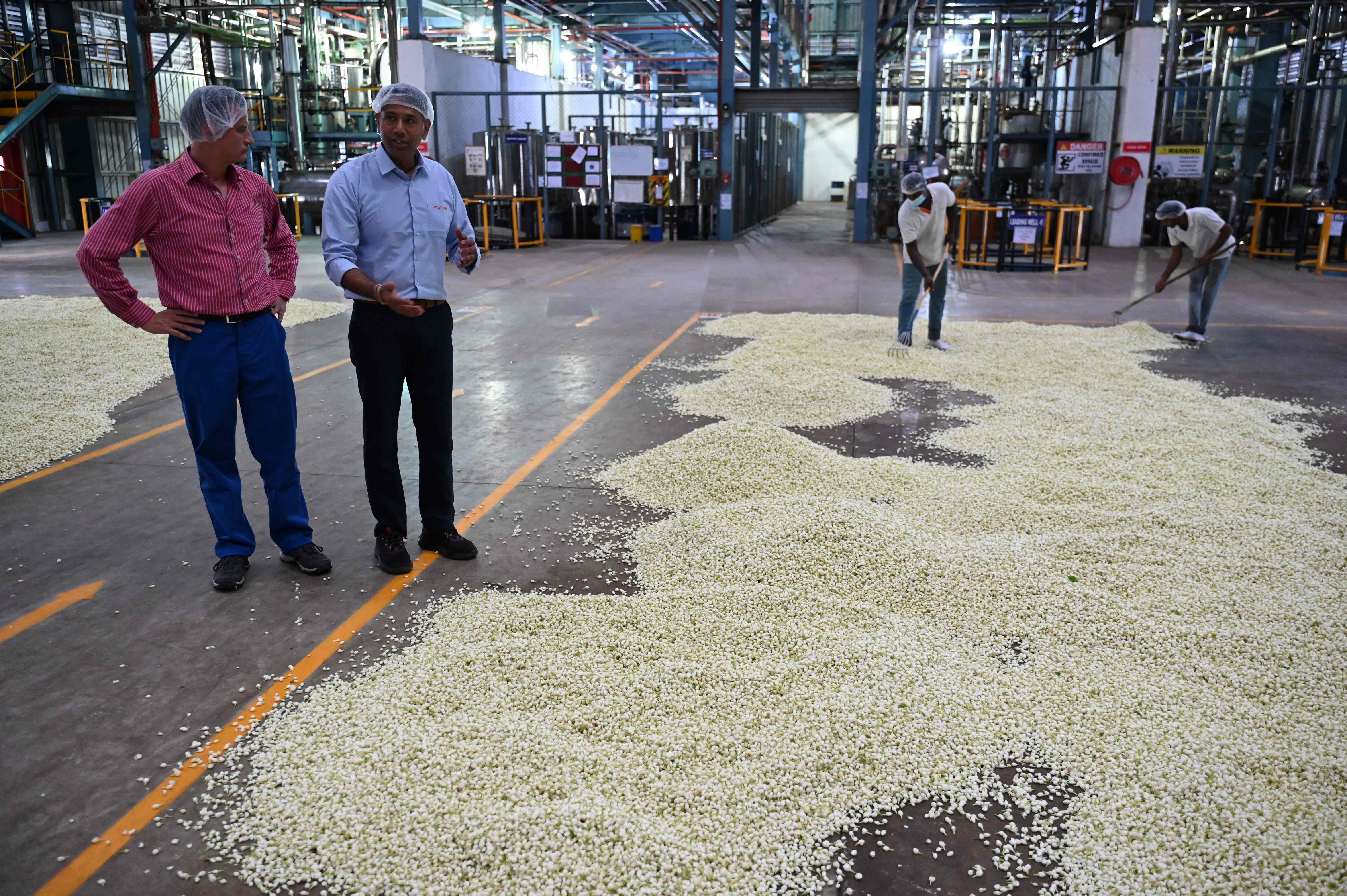 ياسمين مادوراي .. مكون ثمين لصانعي العطور في العالم