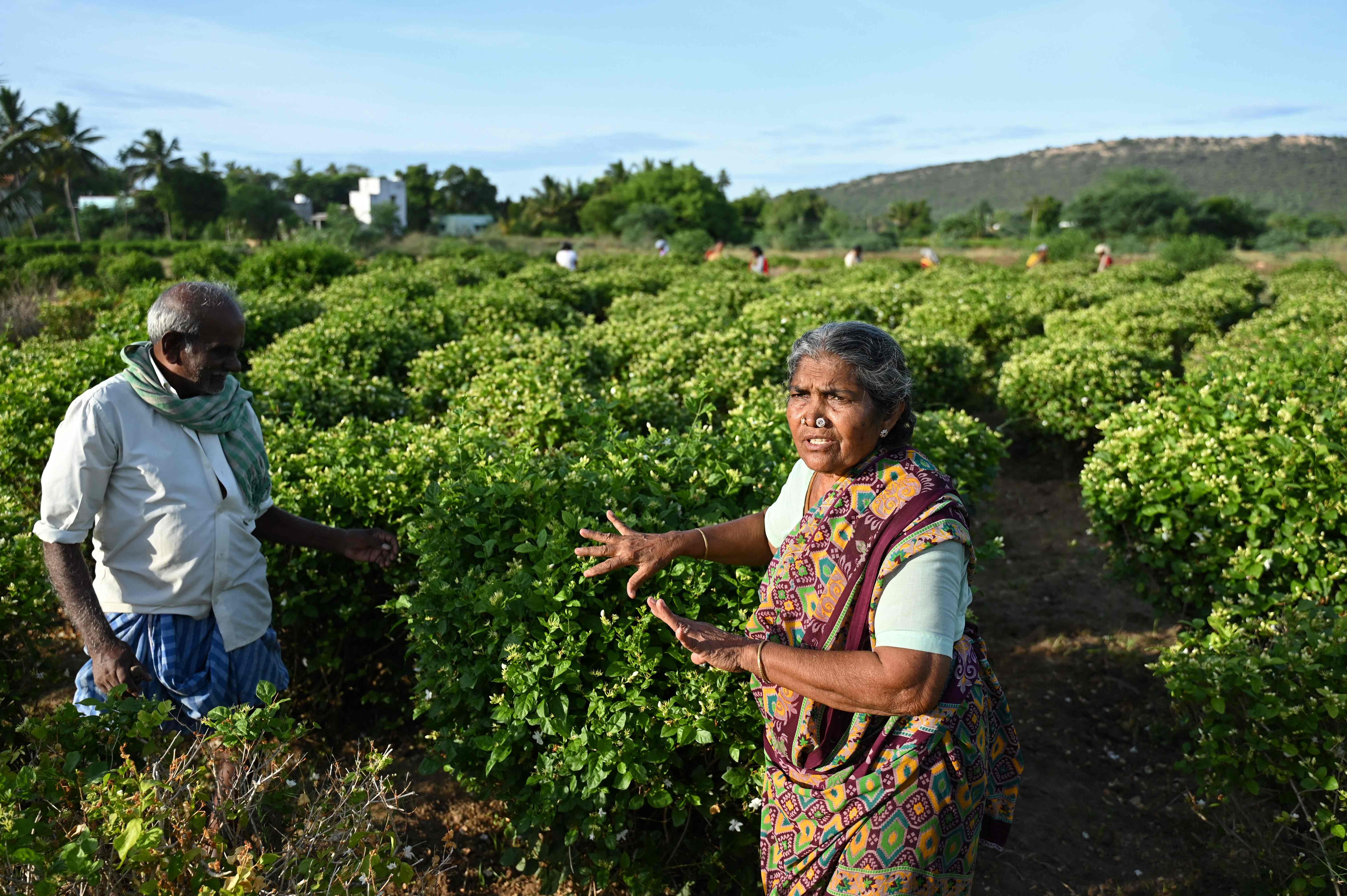 ياسمين مادوراي .. مكون ثمين لصانعي العطور في العالم