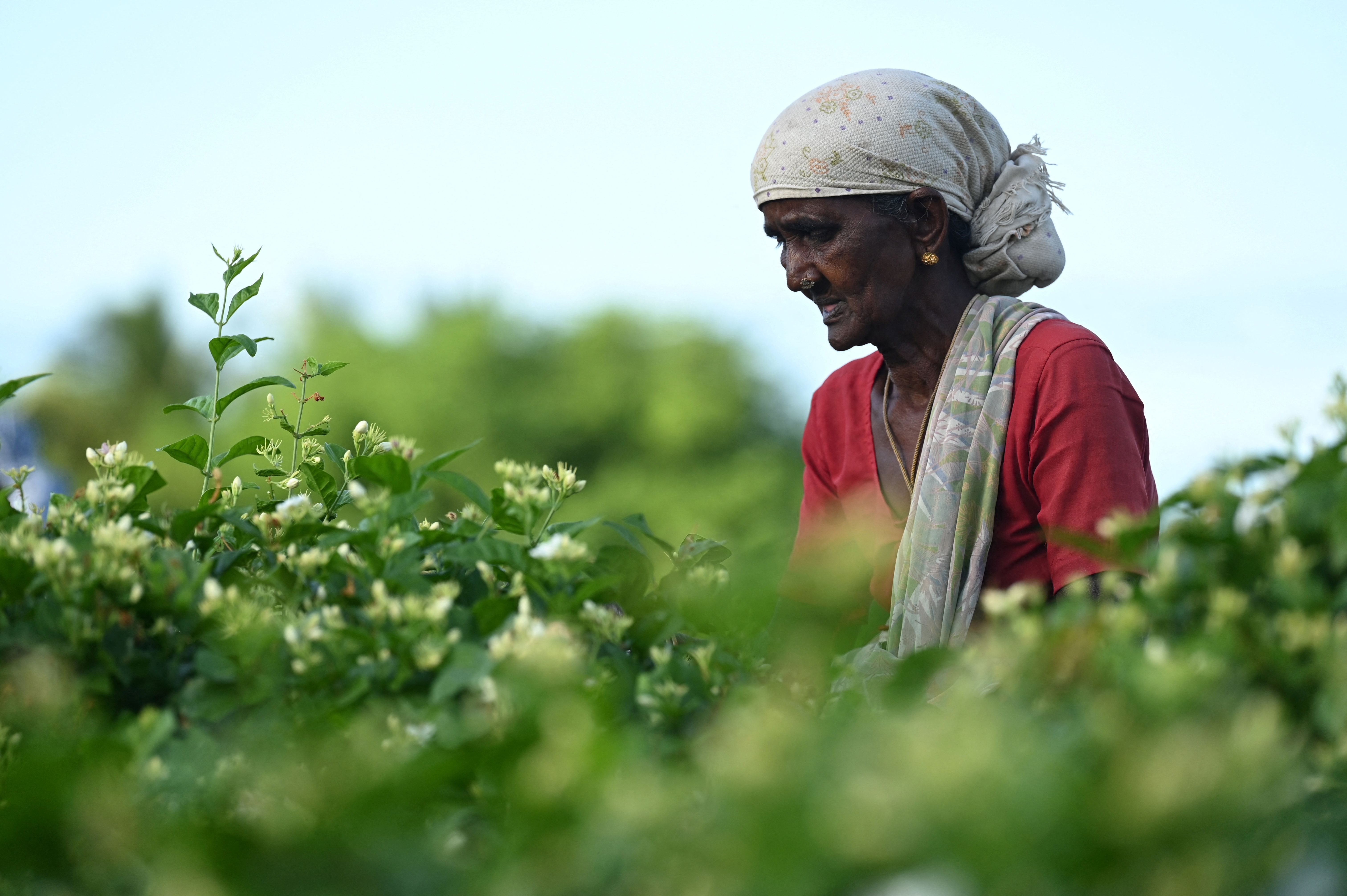 ياسمين مادوراي .. مكون ثمين لصانعي العطور في العالم