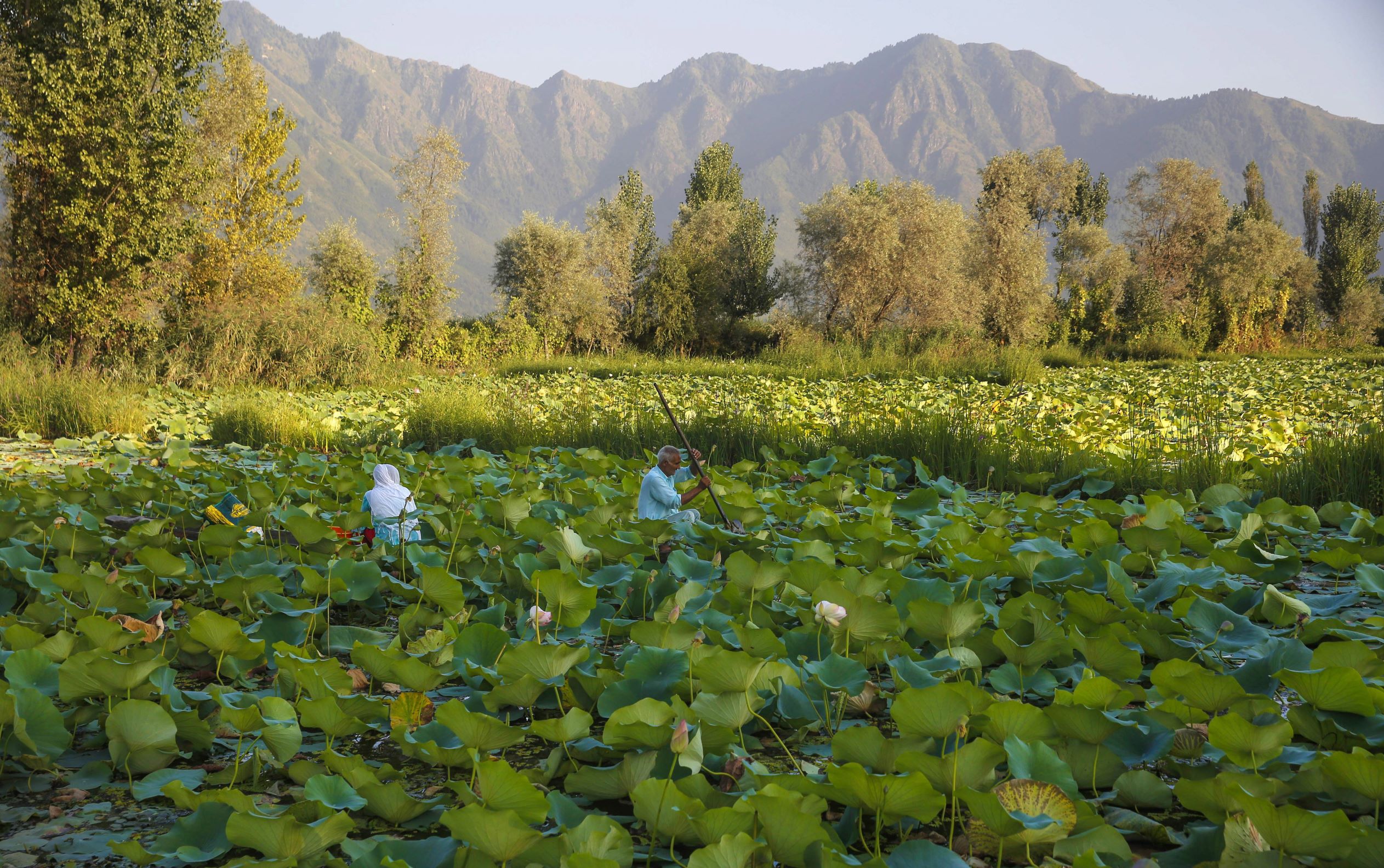 مزرعة اللوتس 