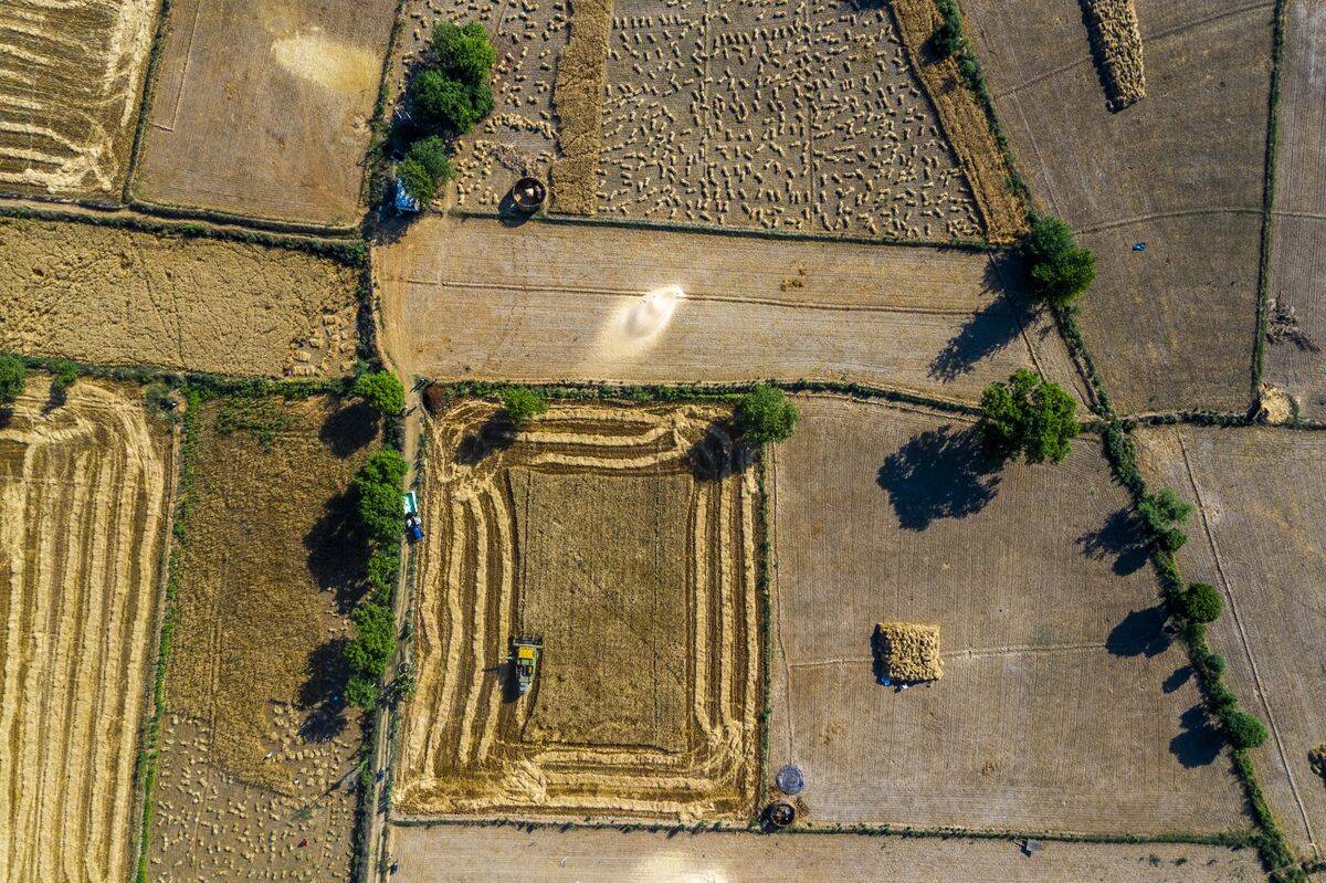 حرب الحبوب .. العالم على أبواب مجاعة غير مسبوقة