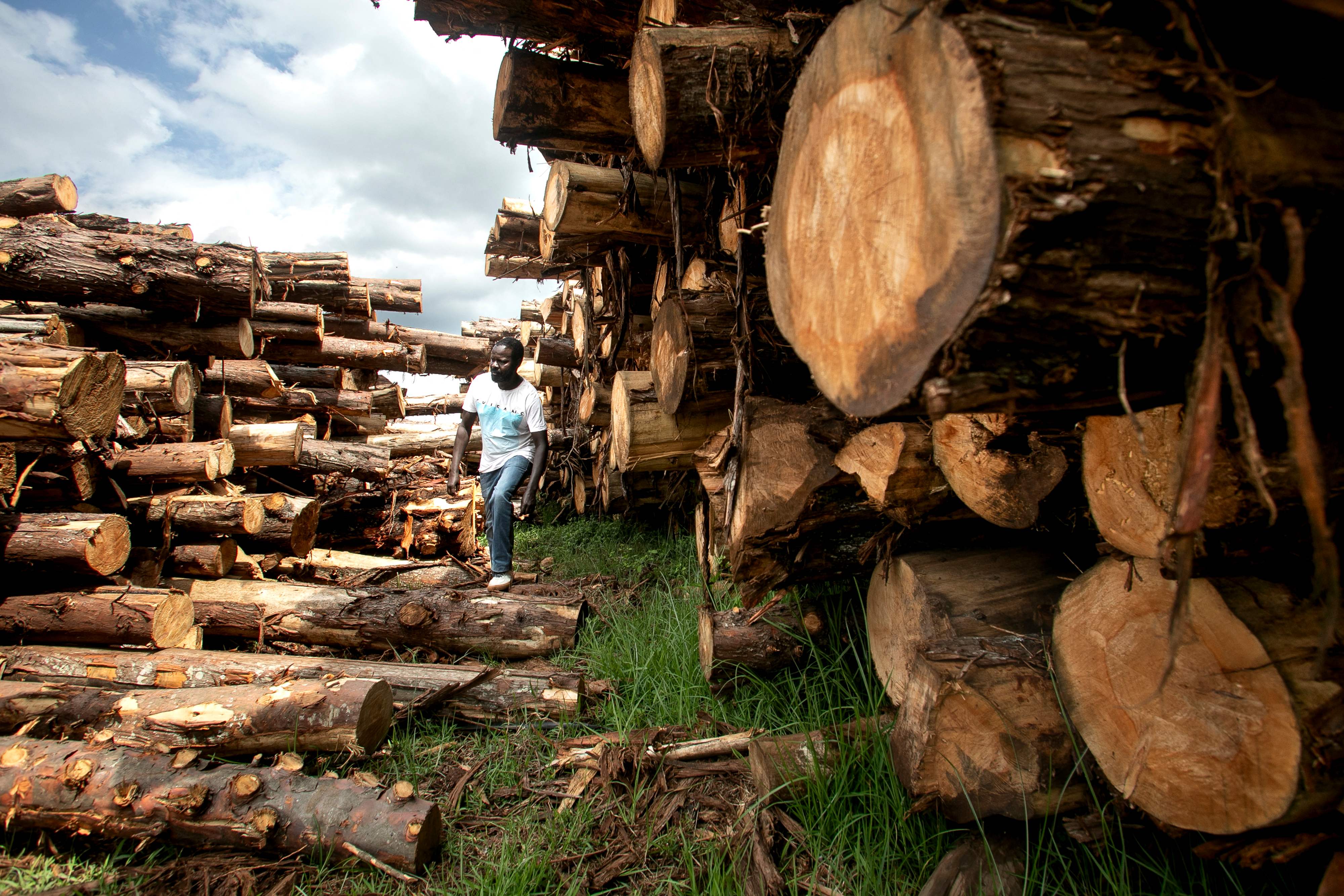 إلغاء حظر قطع الأشجار يقسم كينيا