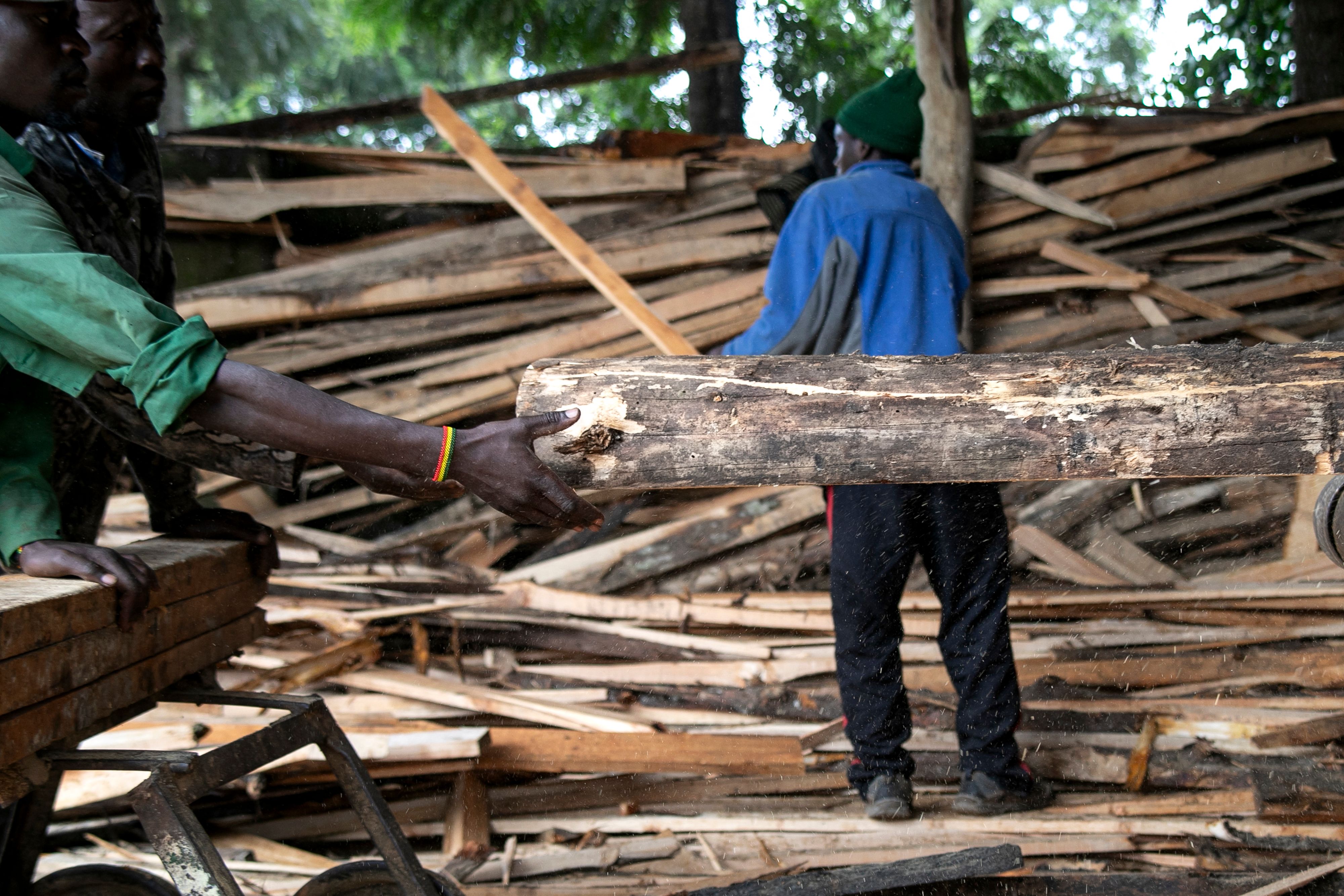 إلغاء حظر قطع الأشجار يقسم كينيا