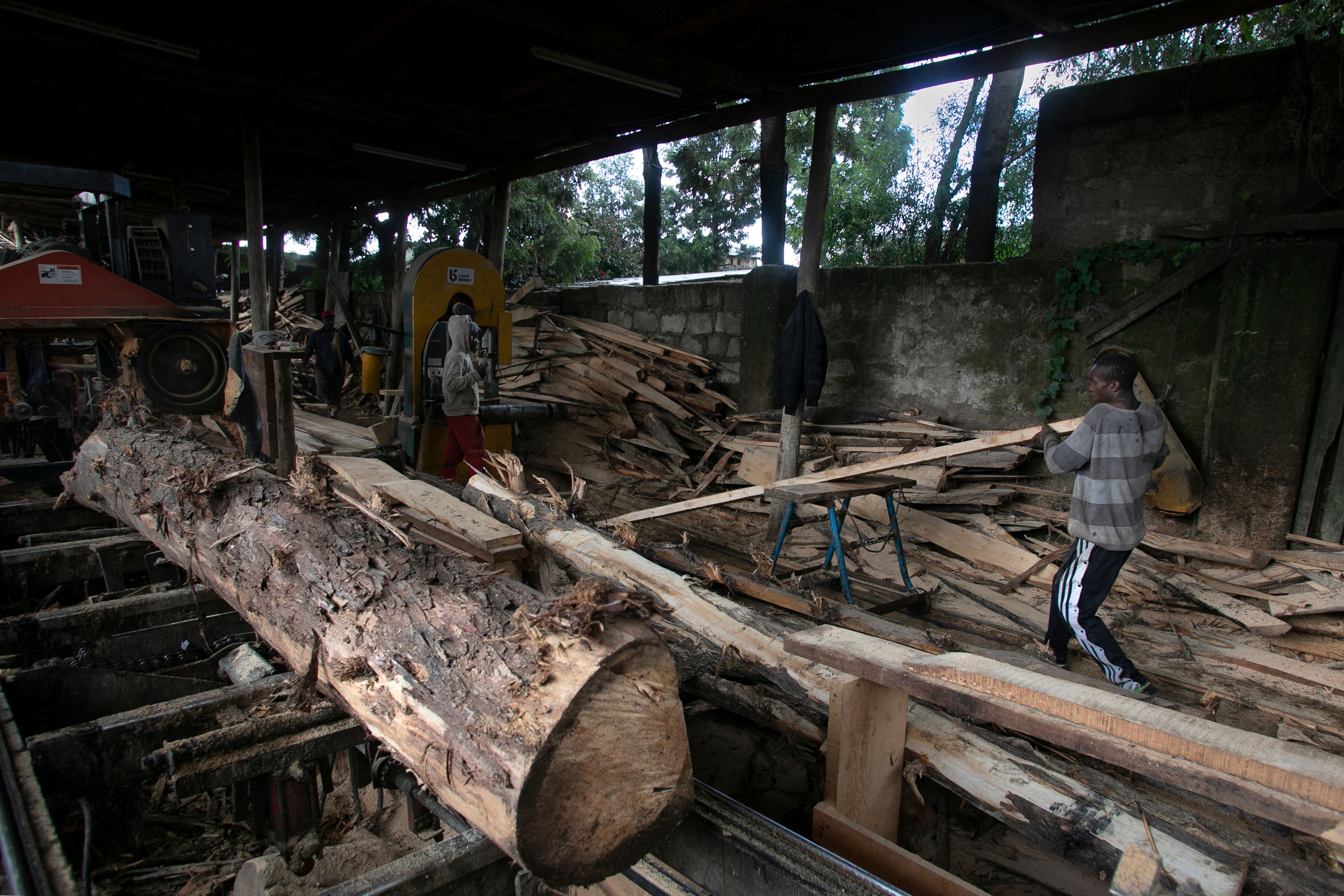 إلغاء حظر قطع الأشجار يقسم كينيا