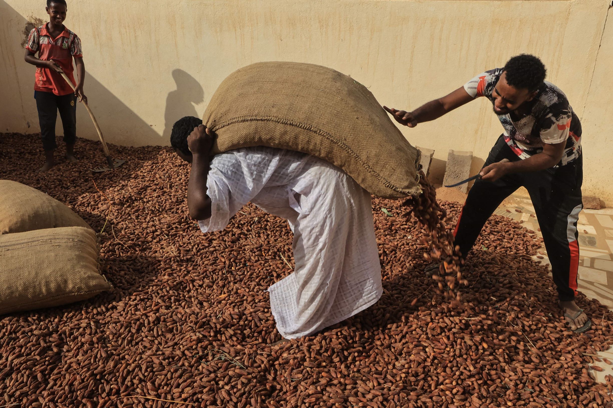 موسم حصاد التمور في شمال السودان