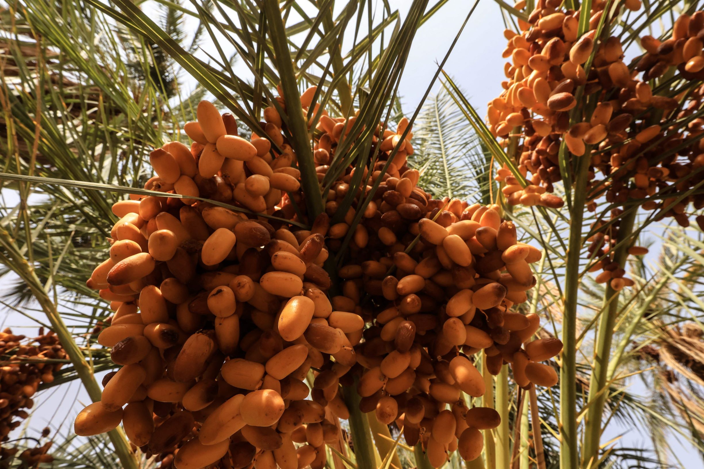 موسم حصاد التمور في شمال السودان
