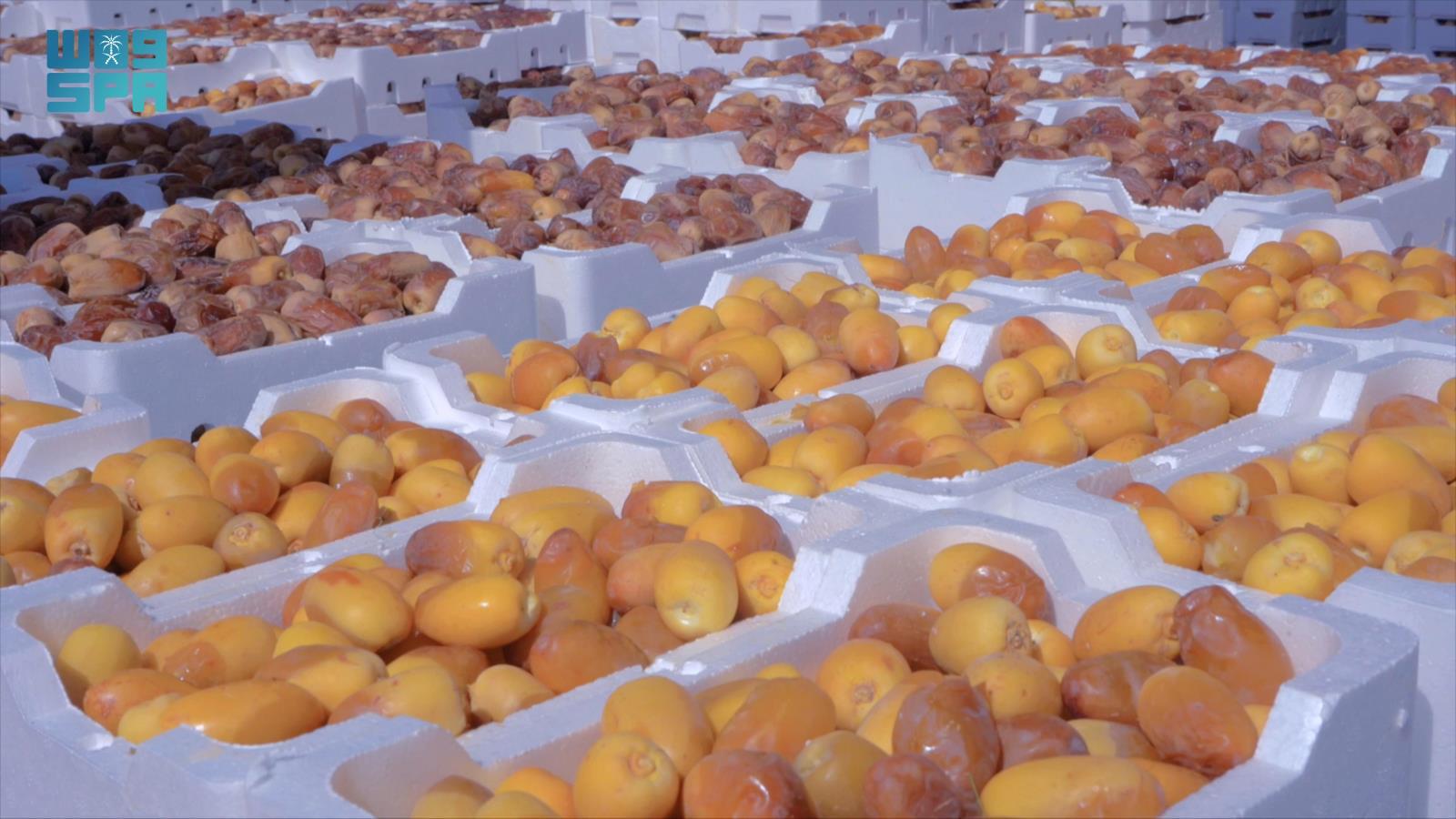 معرض التمور الثاني في الرياض منفذ لتسويق 400 ألف طن