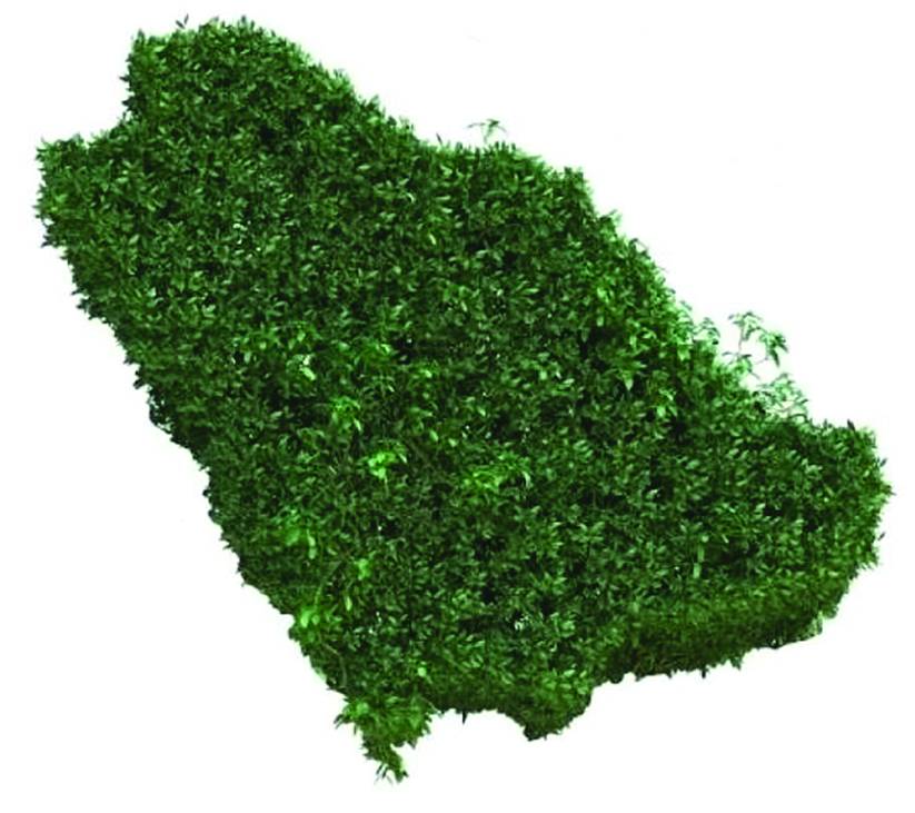 شعب طموح وملوك تفي بالوعد .. هكذا بني هرم المجد على قاعدة صلبة