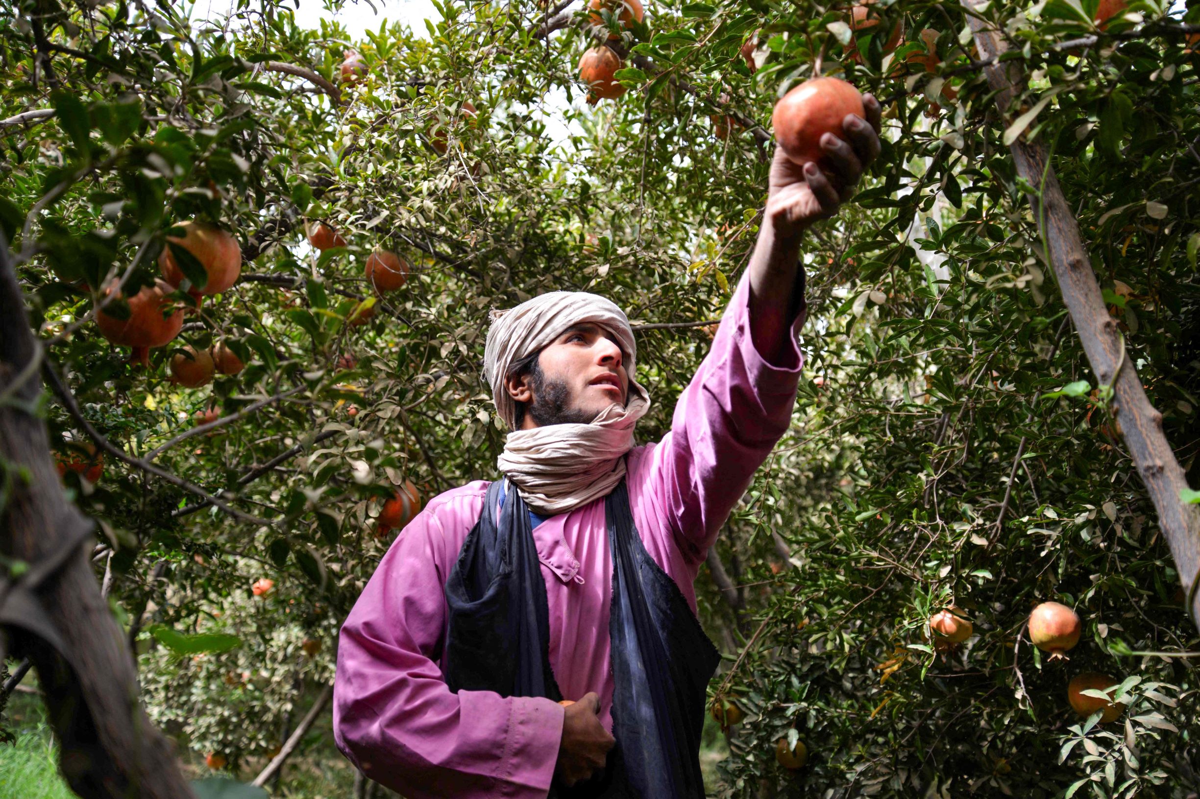 حصاد الرمان الأفغاني