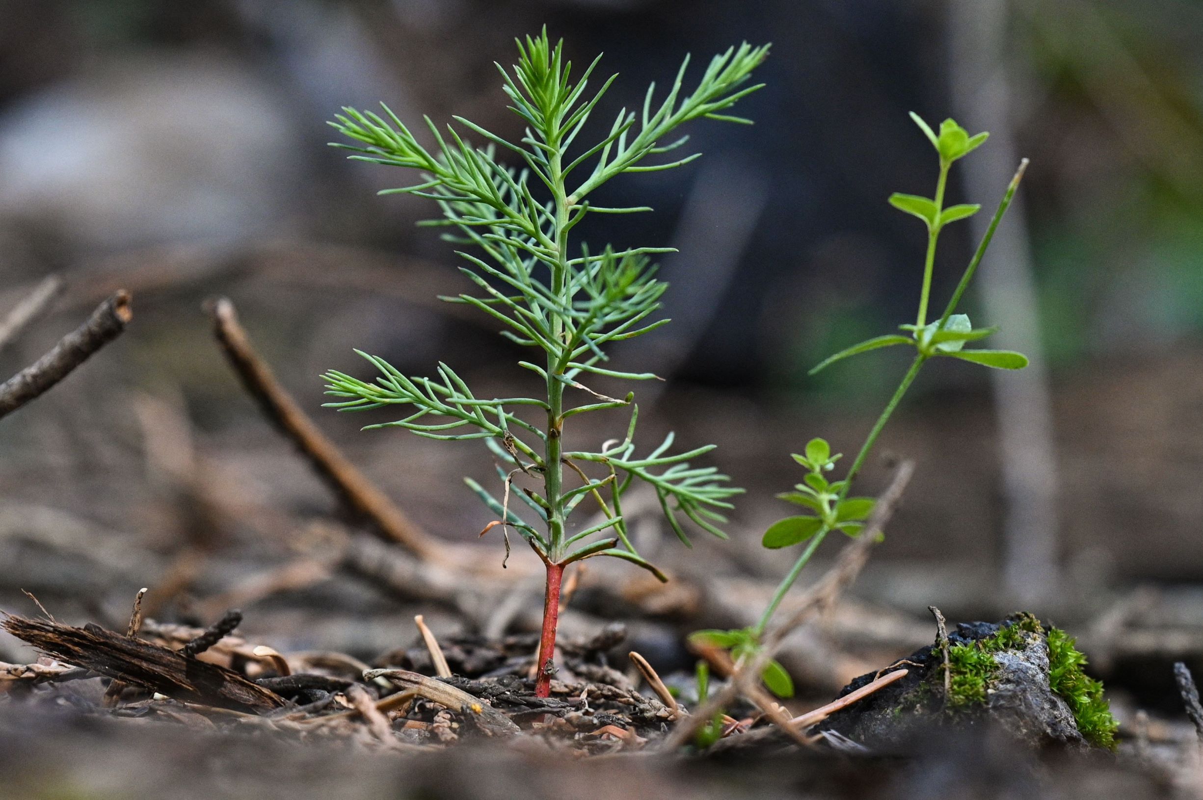 حرائق الغابات تكبد أوروبا خسائر بقيمة 4.1 مليار يورو 