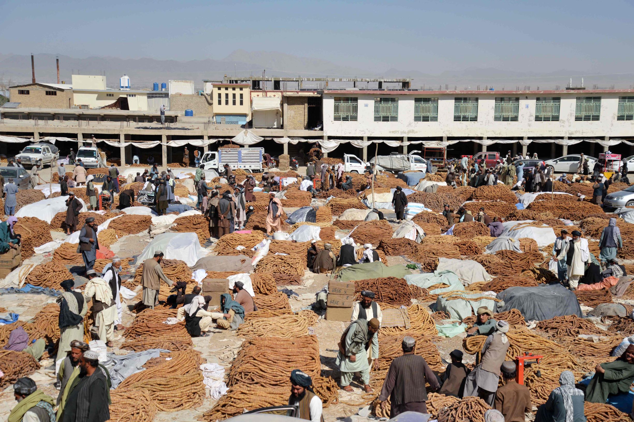 55 مليون دولار قيمة صادرات أفغانستان من التين المجفف 