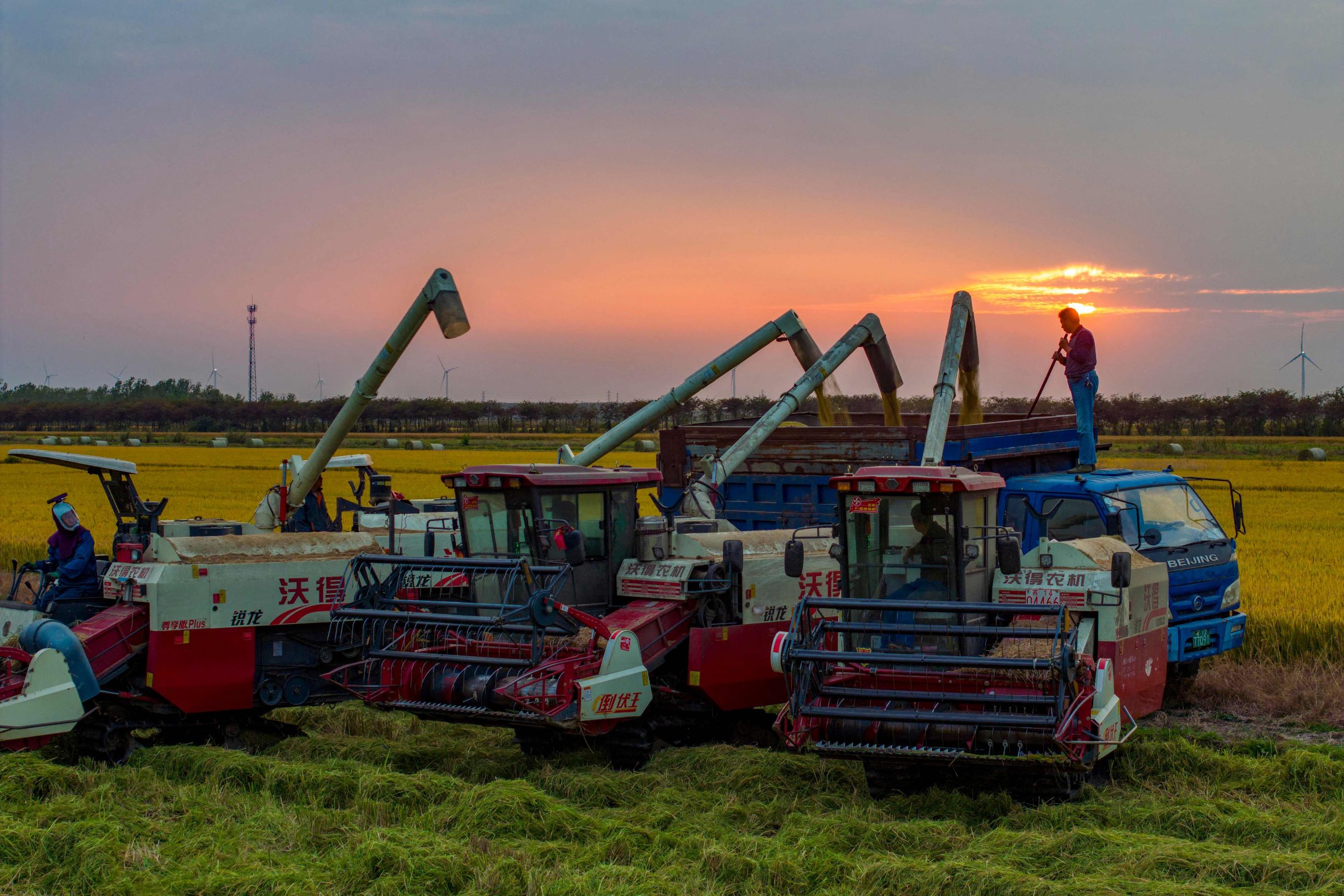 السوق الصينية تستقبل محصول الأرز