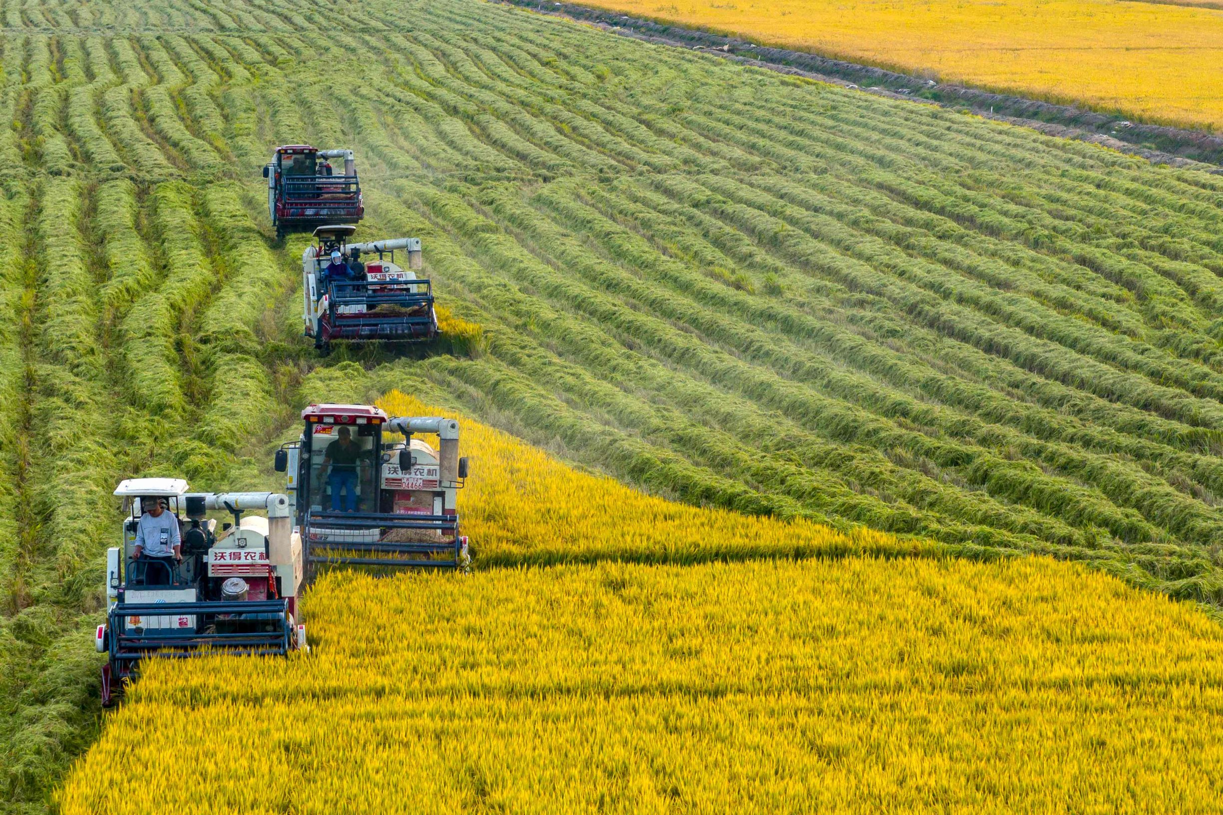 السوق الصينية تستقبل محصول الأرز