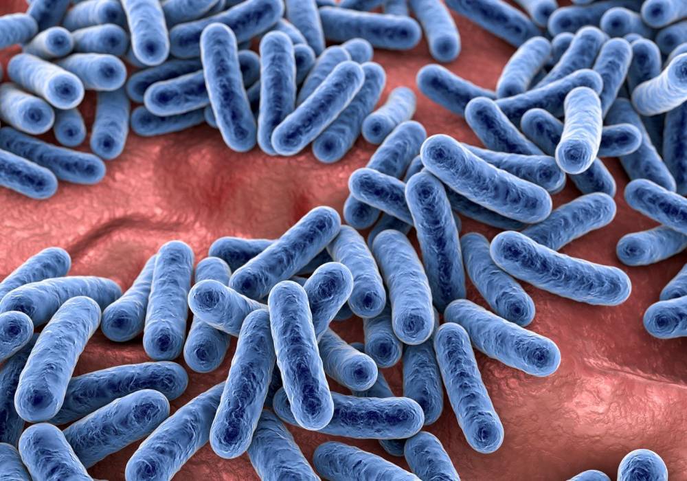 الميكروبيوم.. عدوى حميدة تساعد على الوقاية من المرض | صحيفة الاقتصادية