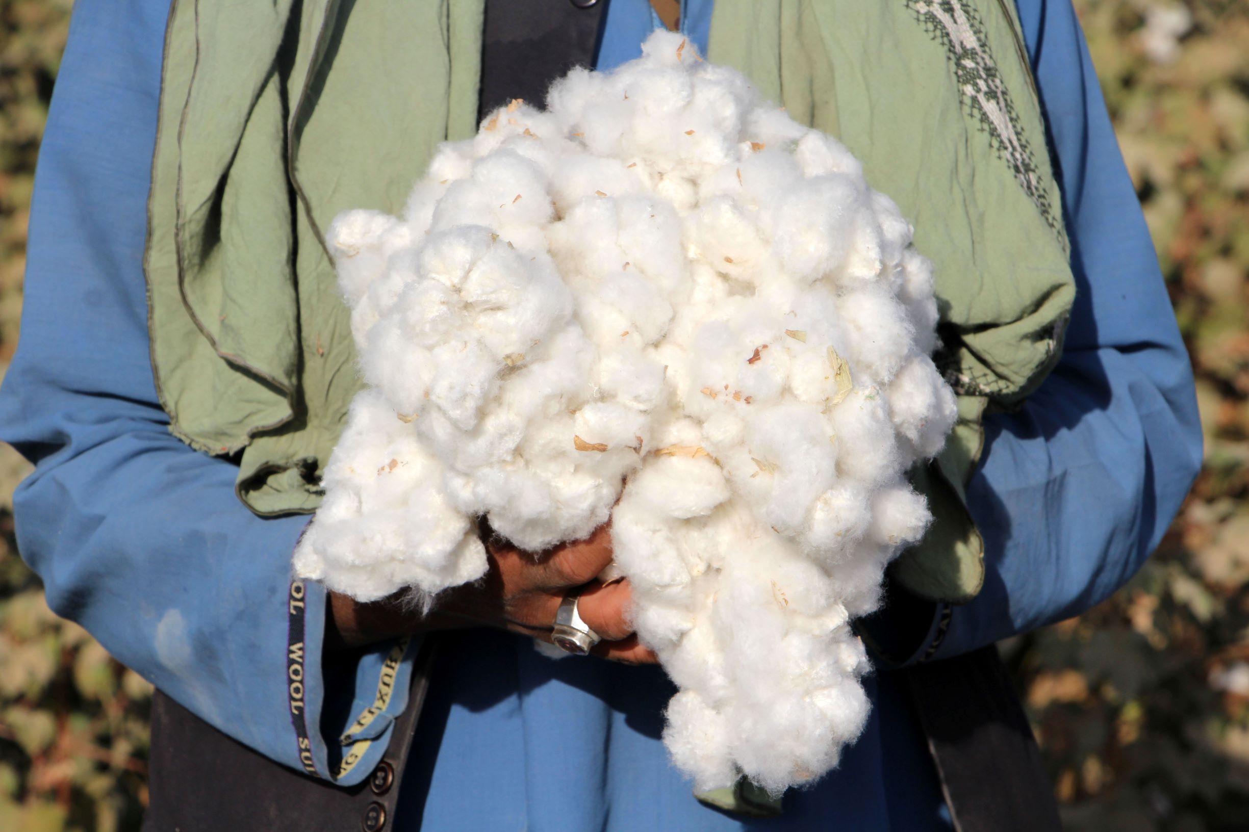 حصاد القطن الأفغاني .. 66 % زيادة في إنتاج هذا العام