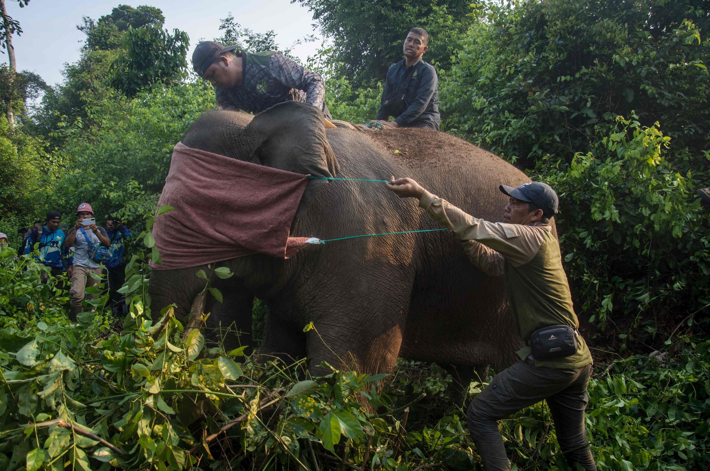 حماية للإنسان والبيئة .. إخضاع أفيال سومطرة لأطواق GPS