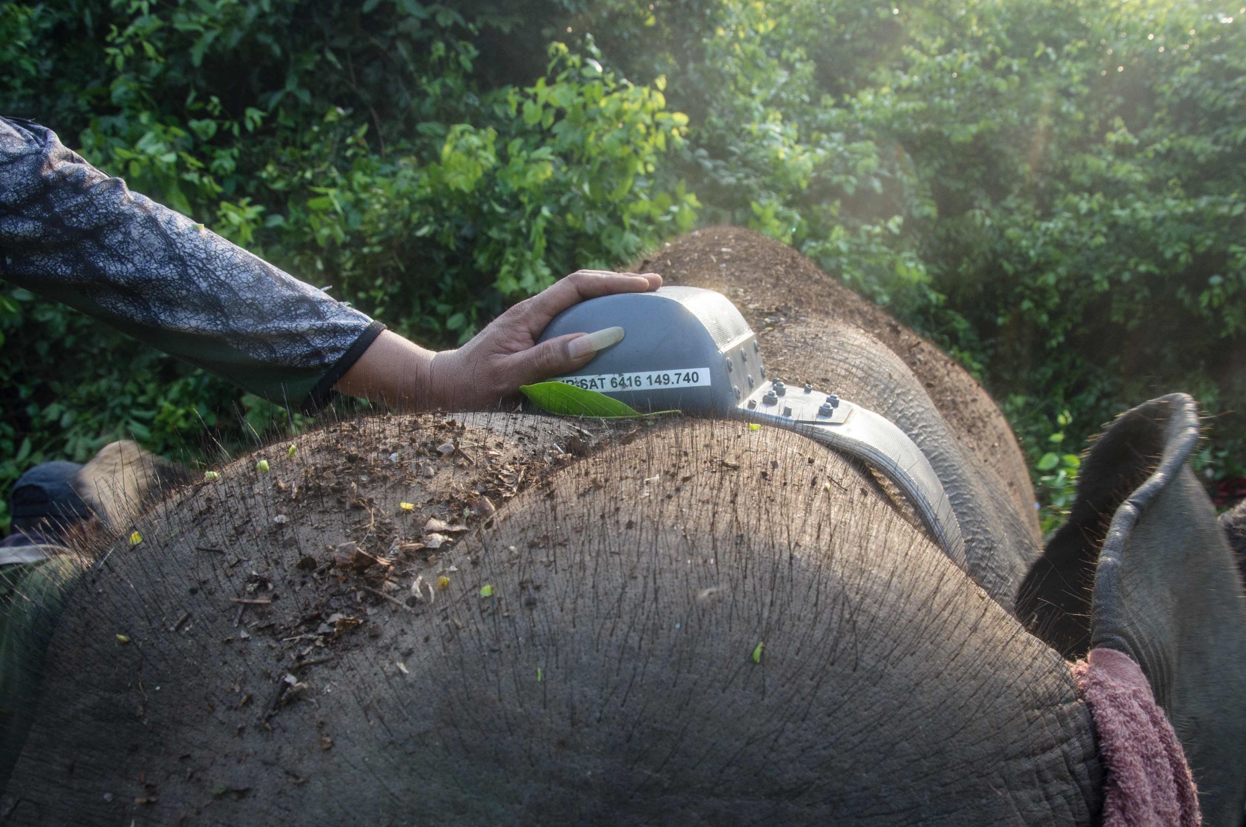 حماية للإنسان والبيئة .. إخضاع أفيال سومطرة لأطواق GPS