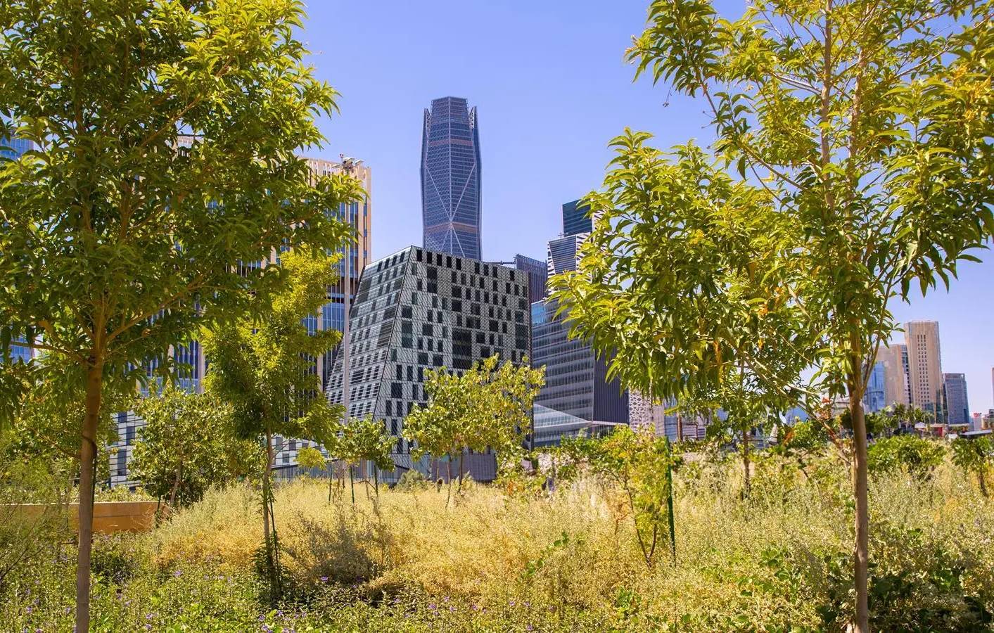 إطلاق مبادرة لنثر 100 مليون بذرة ضمن البرنامج الوطني للتشجير