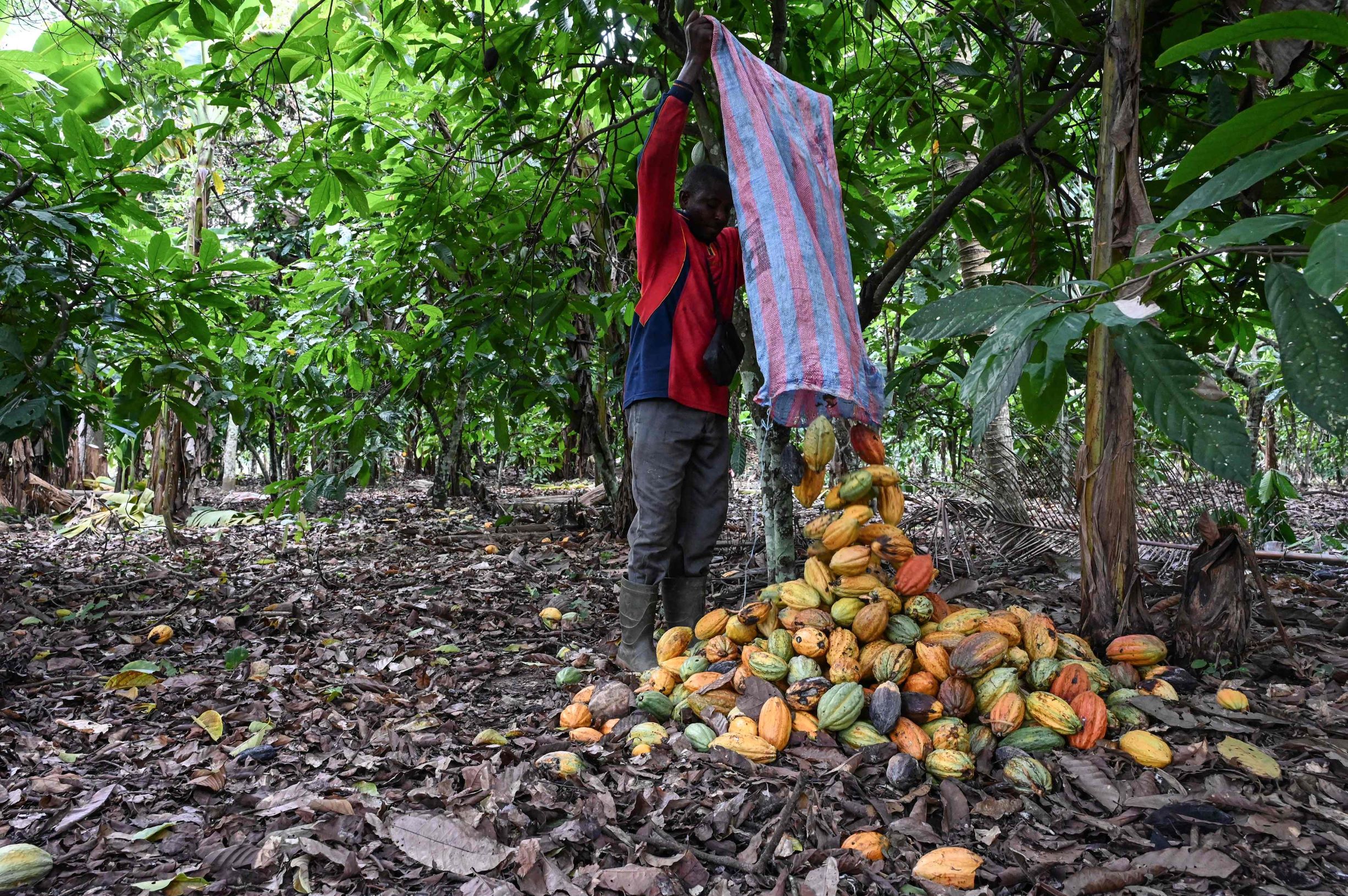مرارة في فم العالم .. انخفاض حاد في إنتاج الكاكاو والأسعار عند أعلى مستوى منذ 45 عاما