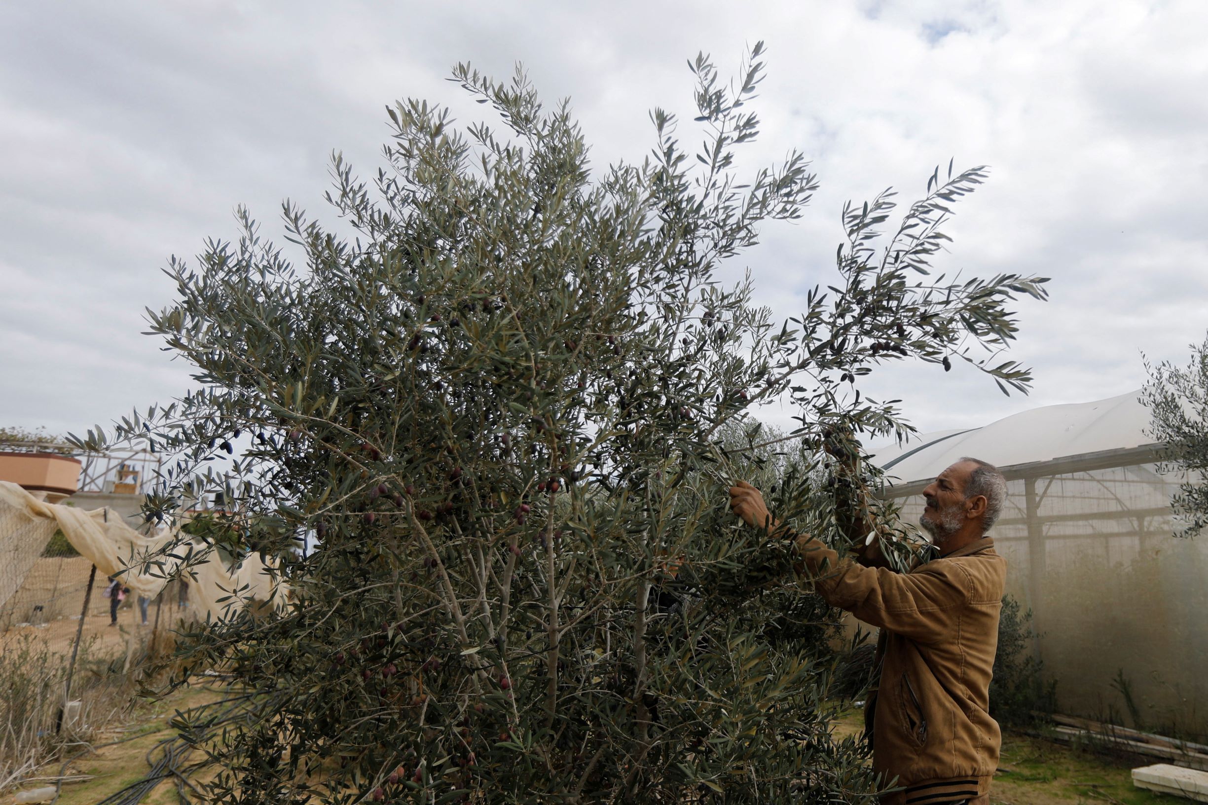 مزارعو الزيتون في غزة يشتكون قلة المحصول بسبب الحرب