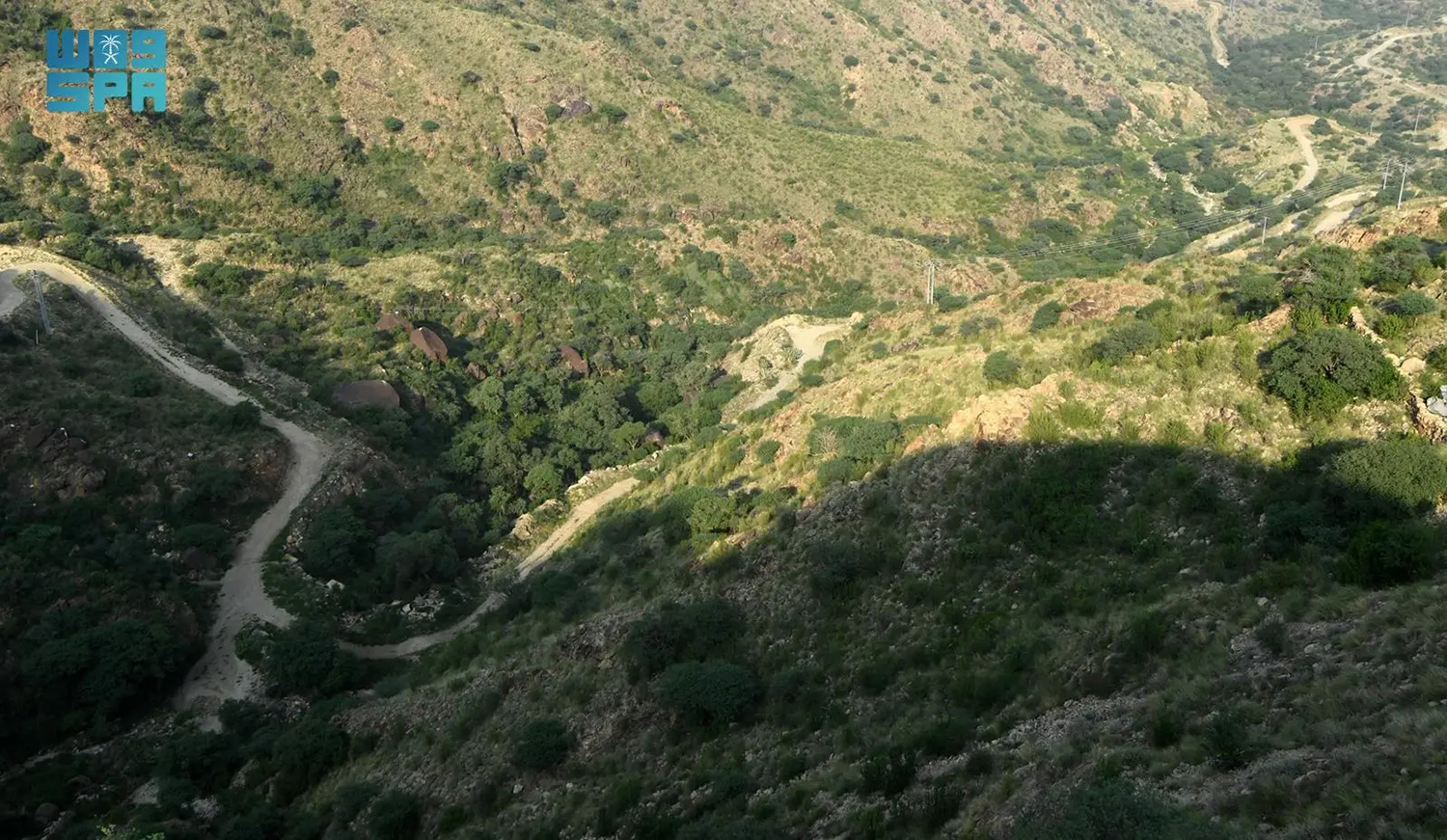 إعادة تأهيل مزارع البن التقليدية في عسير لتسويق منتجاتها