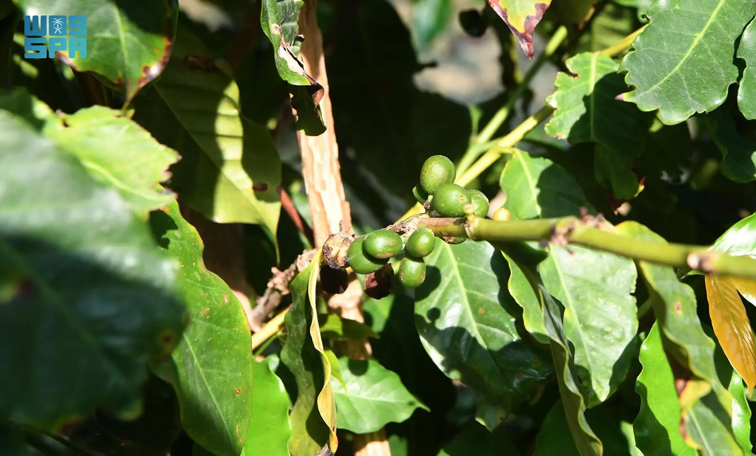 إعادة تأهيل مزارع البن التقليدية في عسير لتسويق منتجاتها